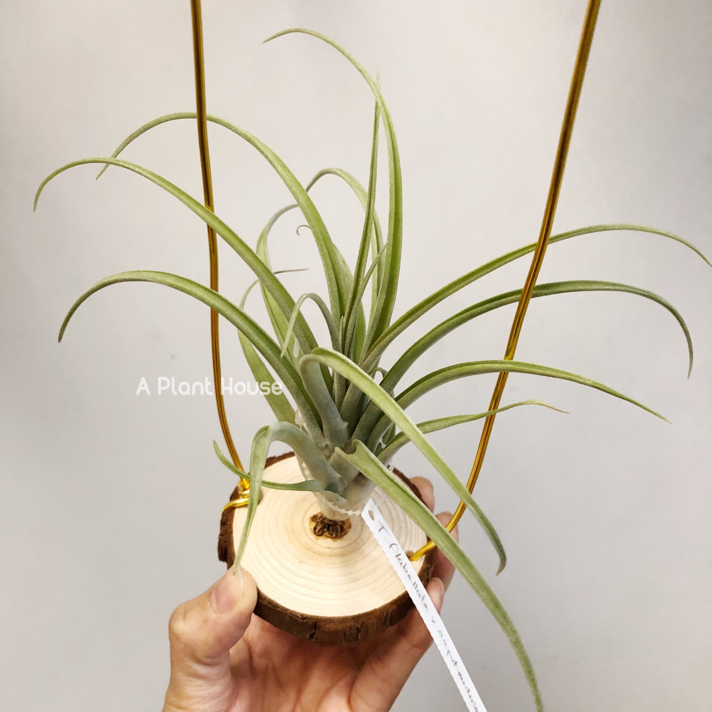 Tillandsia Flabellata x Caput-Madusae