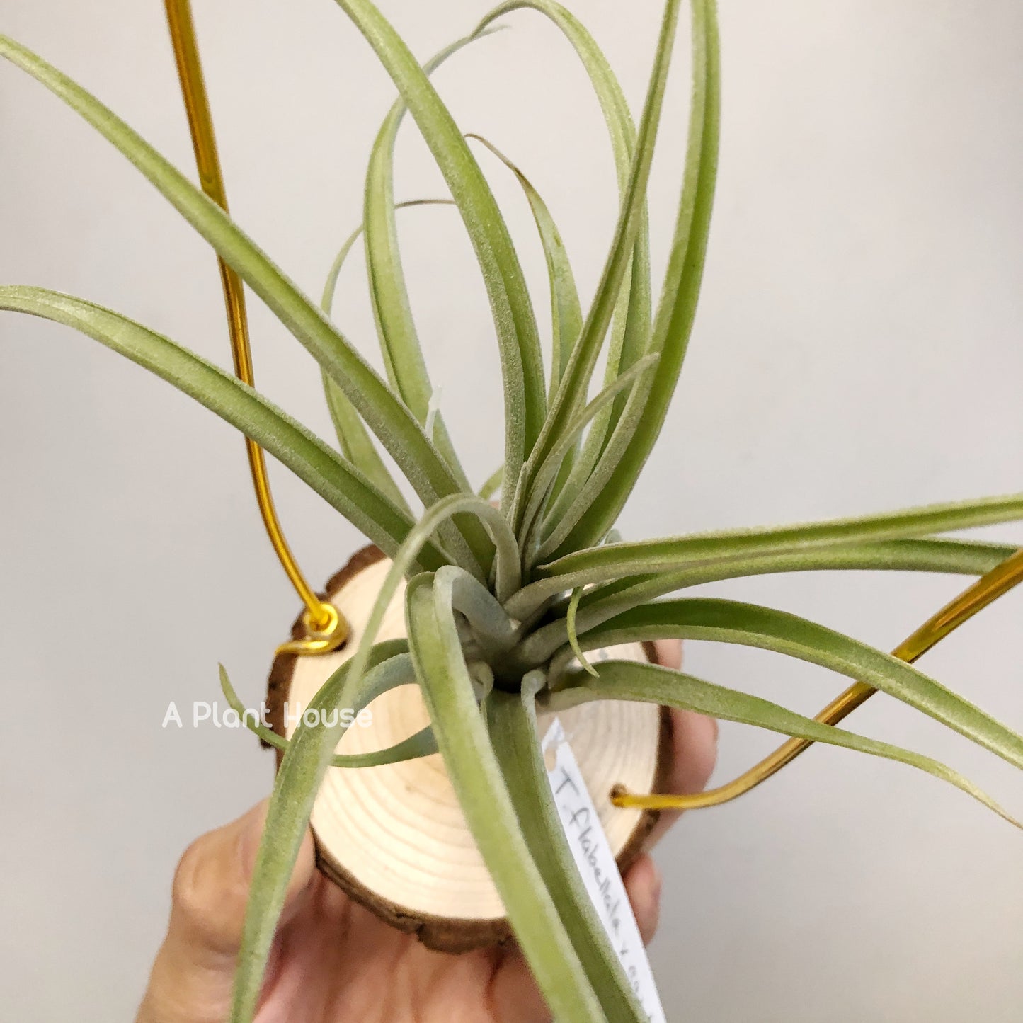 Tillandsia Flabellata x Caput-Madusae