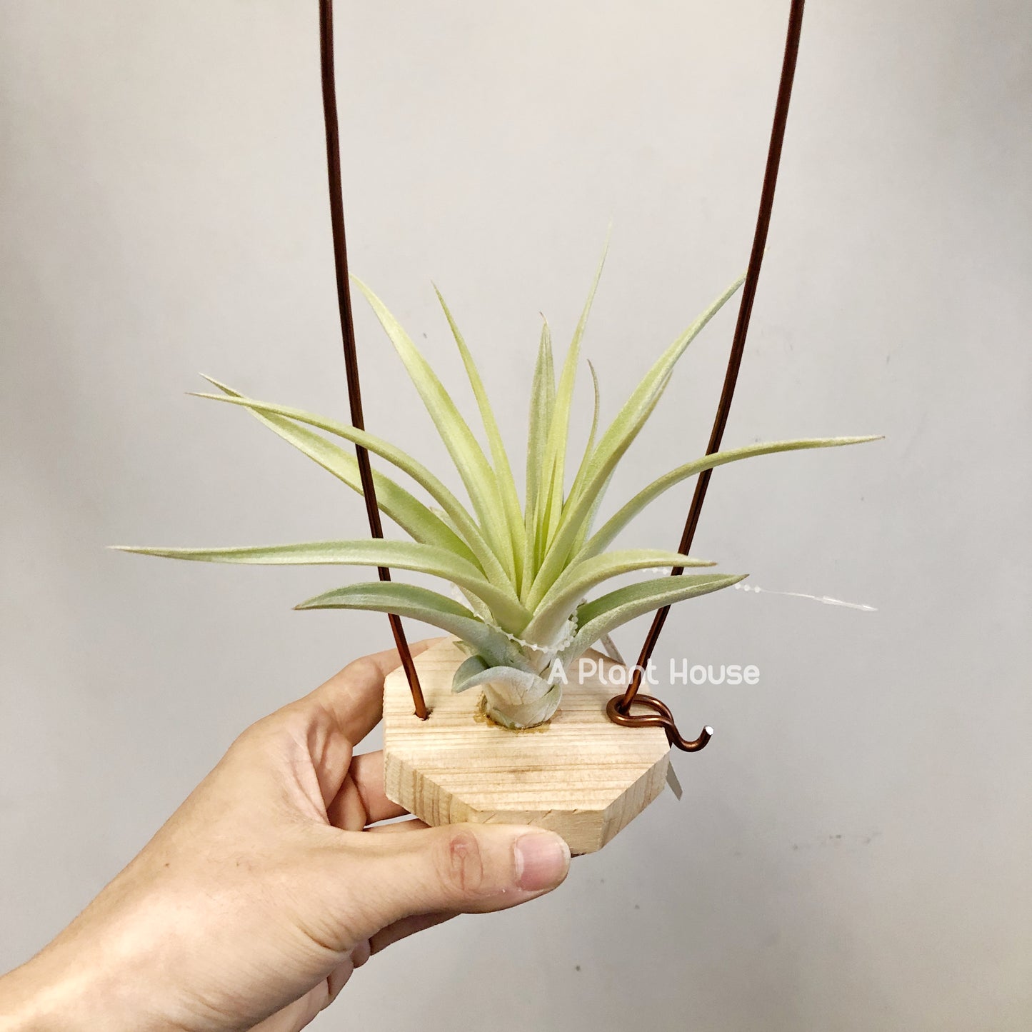 Tillandsia Majestic