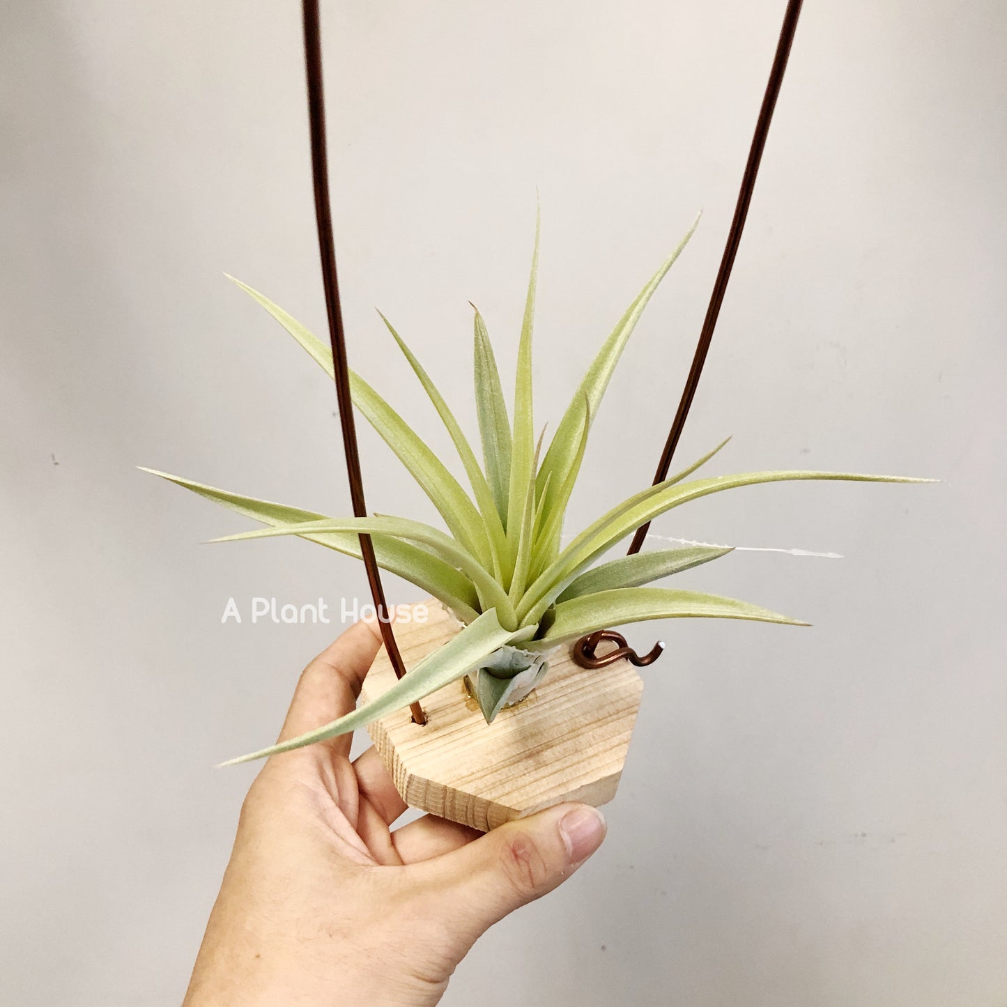 Tillandsia Majestic