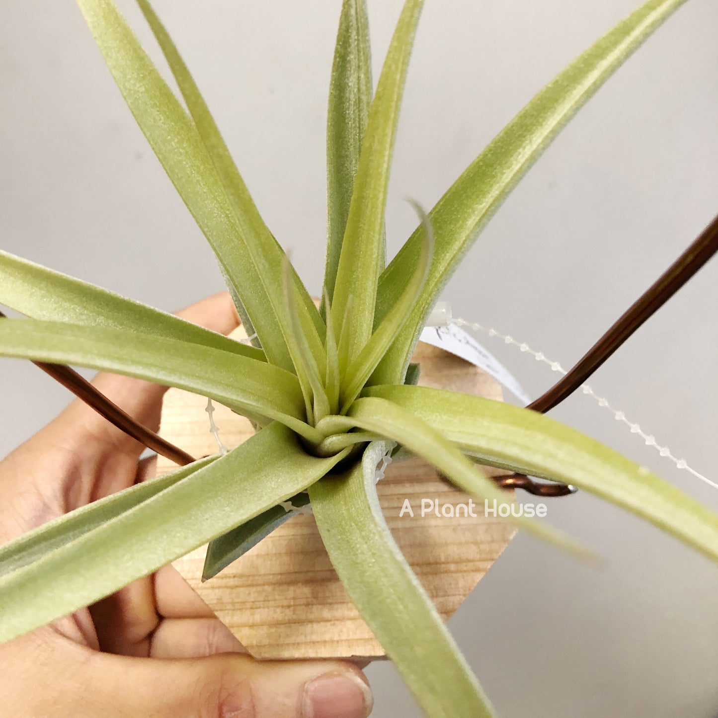 Tillandsia Majestic