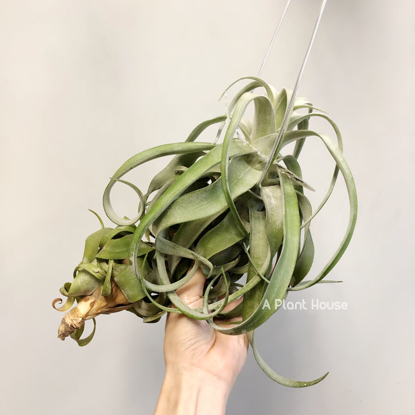 Tillandsia Streptophylla Belize (Lateral Bud On The Top)