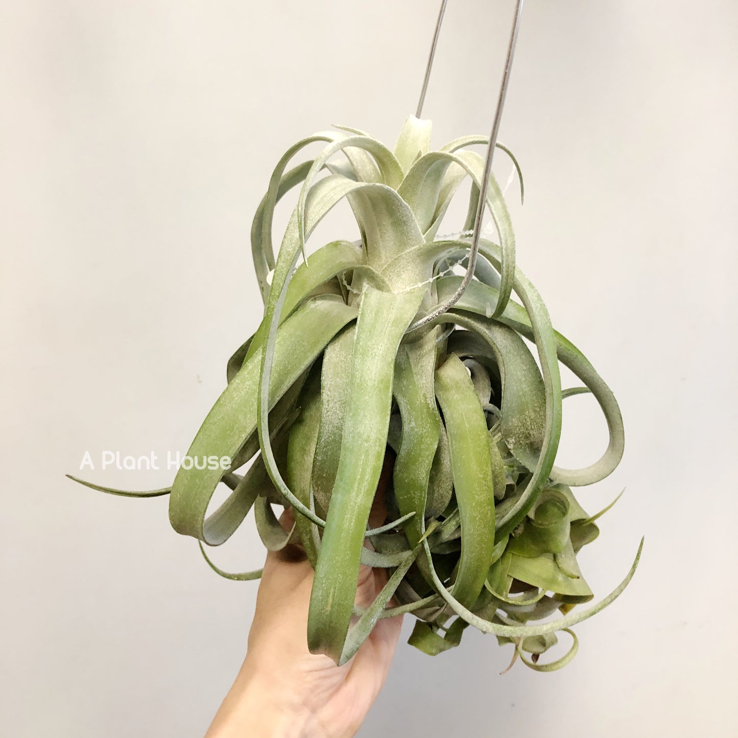 Tillandsia Streptophylla Belize (Lateral Bud On The Top)