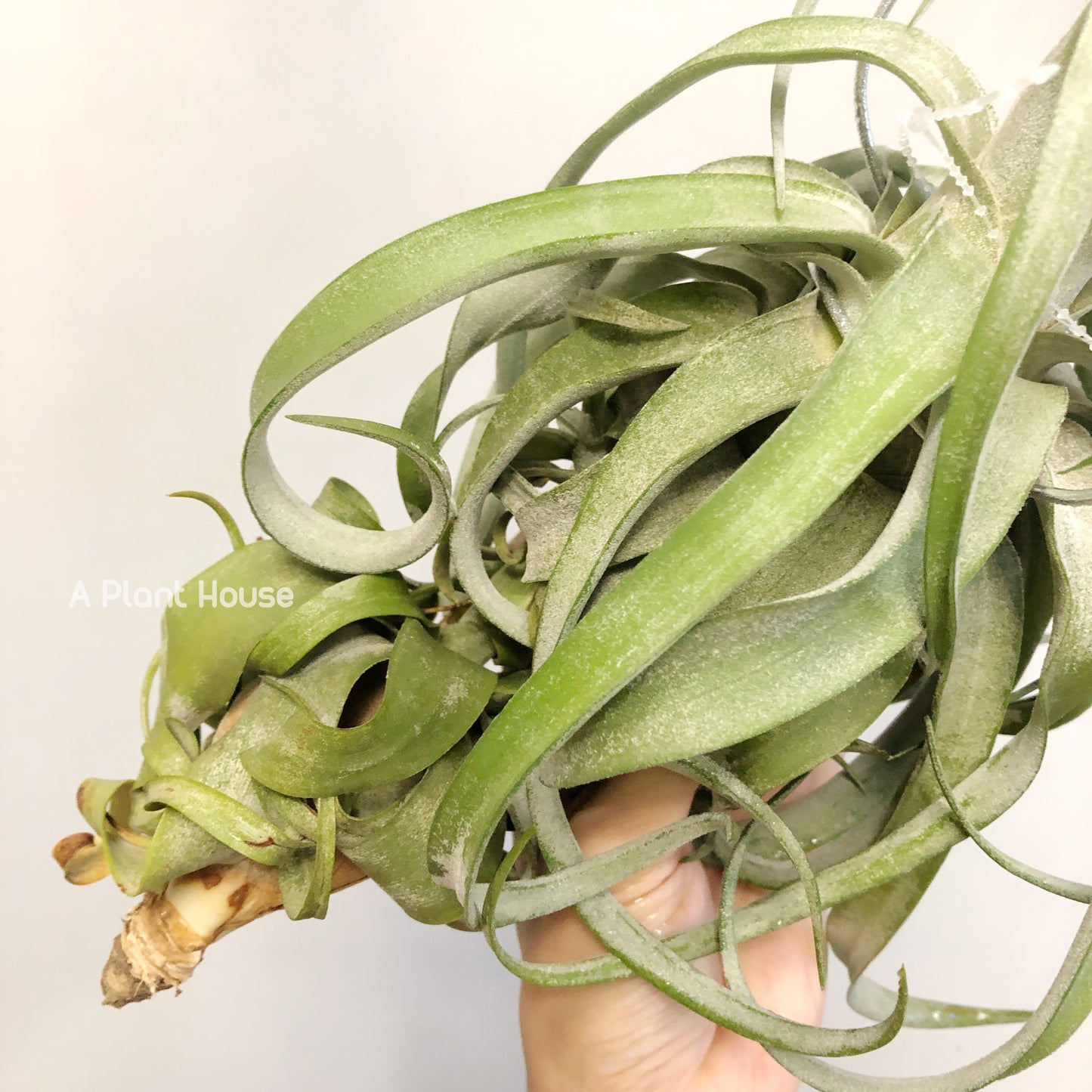 Tillandsia Streptophylla Belize (Lateral Bud On The Top)