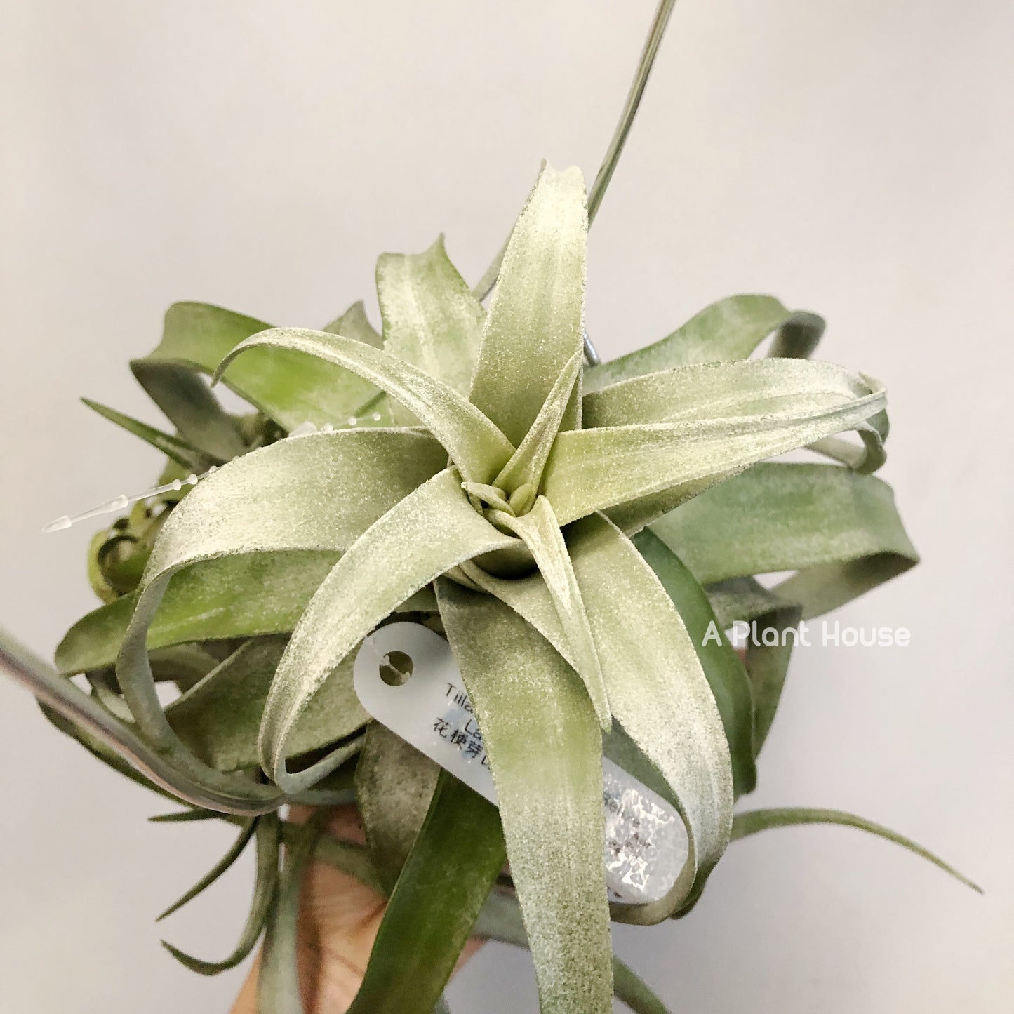 Tillandsia Streptophylla Belize (Lateral Bud On The Top)