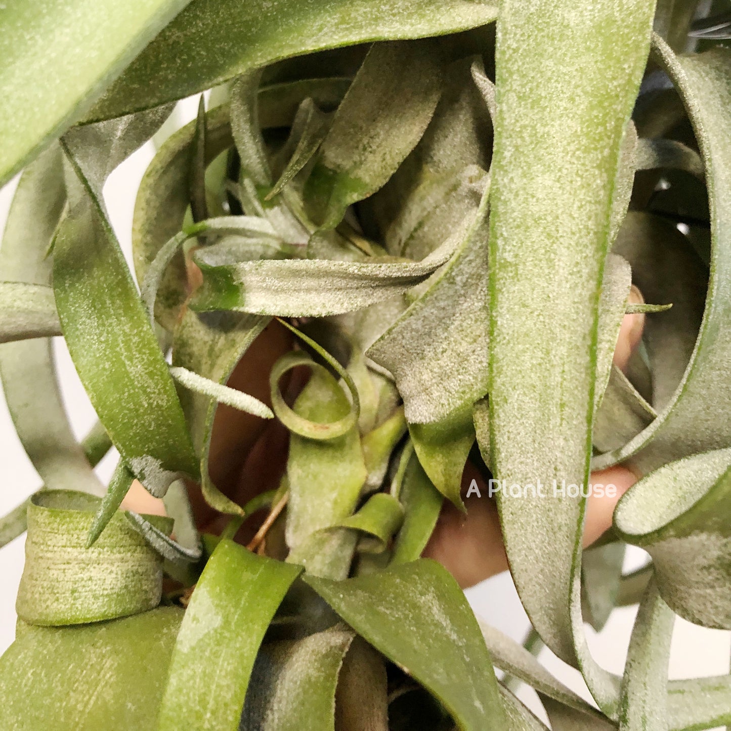 Tillandsia Streptophylla Belize (Lateral Bud On The Top)