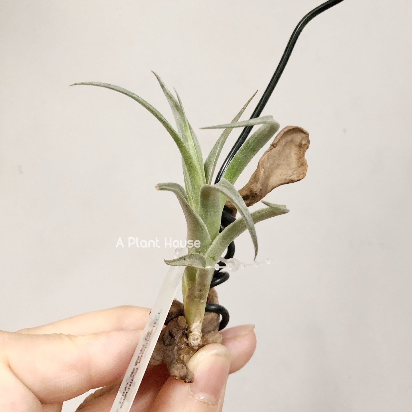 Tillandsia Edithae Green From