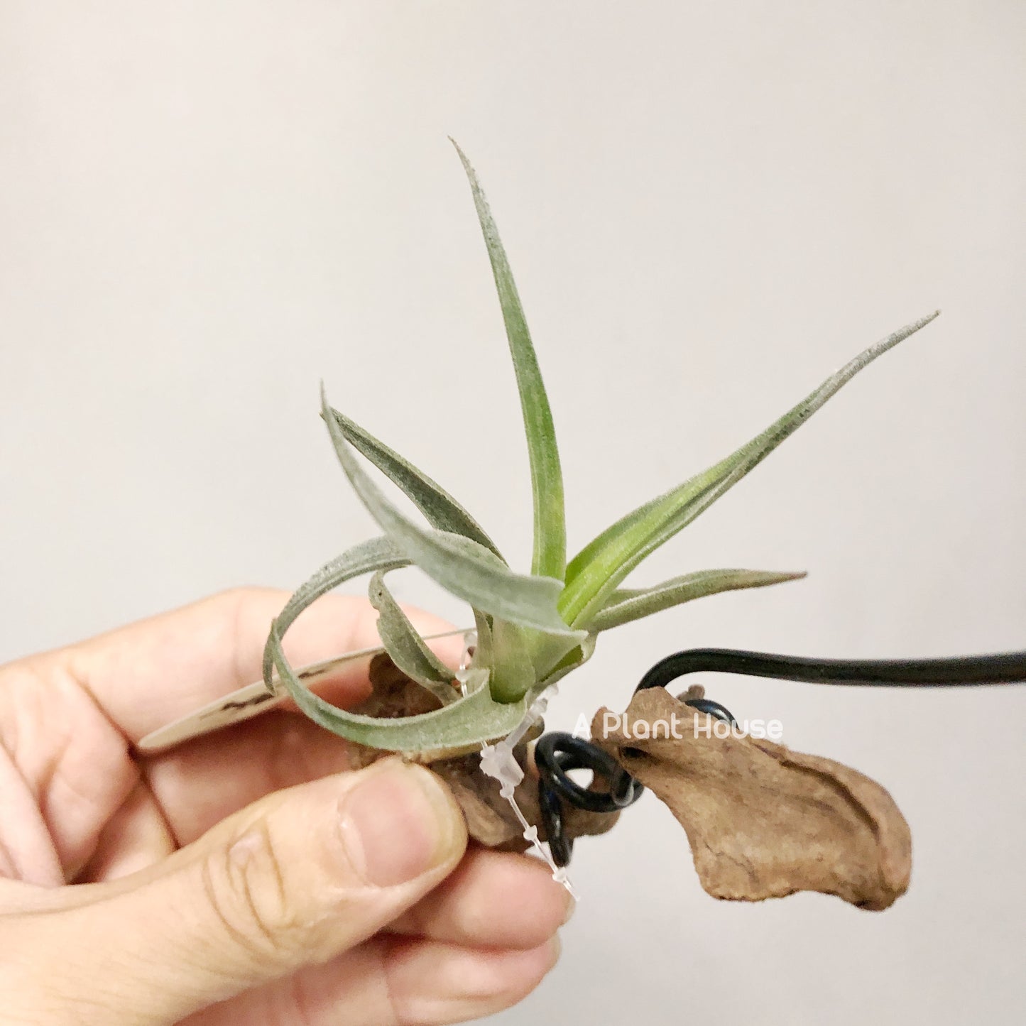 Tillandsia Edithae Green From