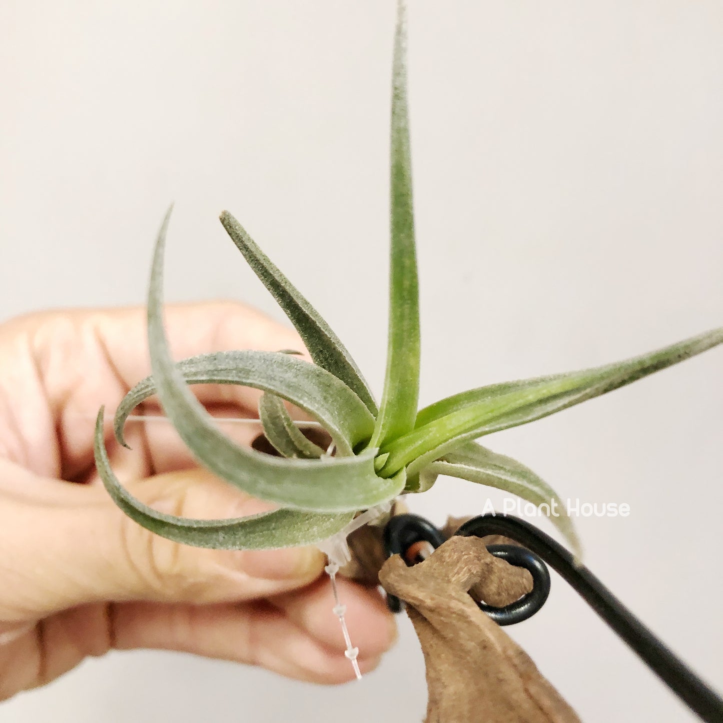 Tillandsia Edithae Green From