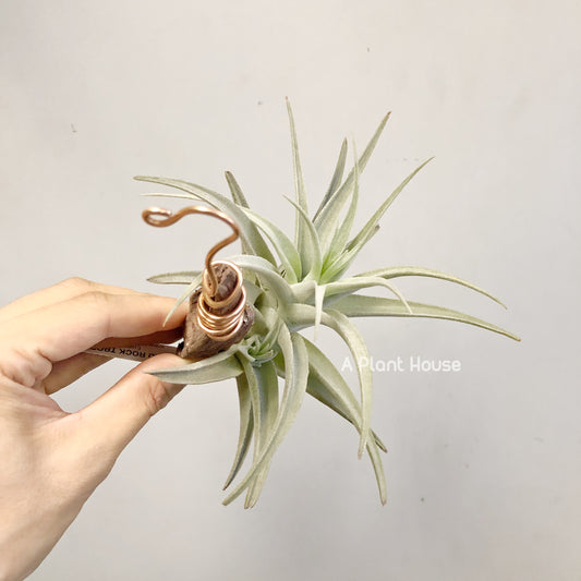 Tillandsia recurvifolia v subsecundifolia