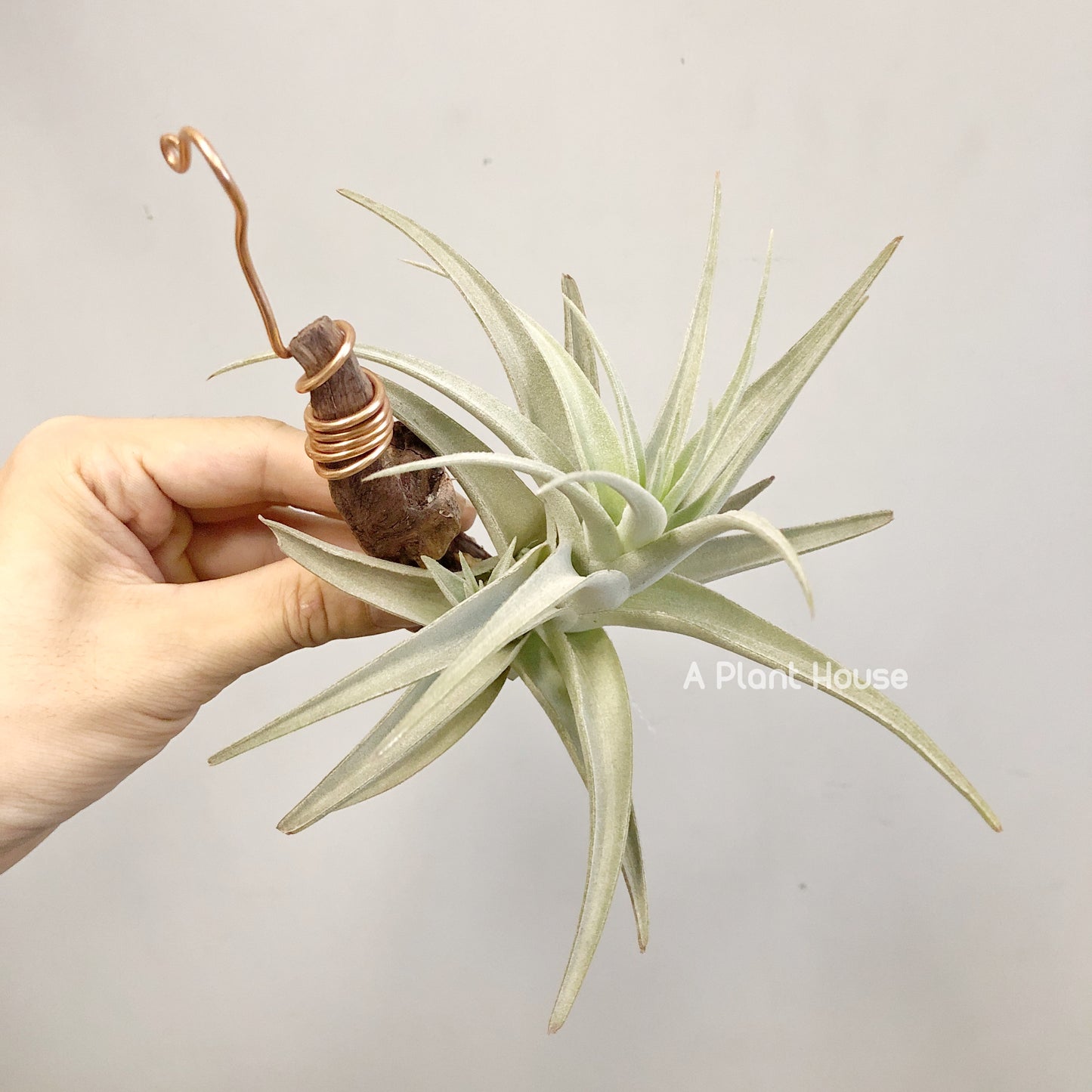 Tillandsia recurvifolia v subsecundifolia