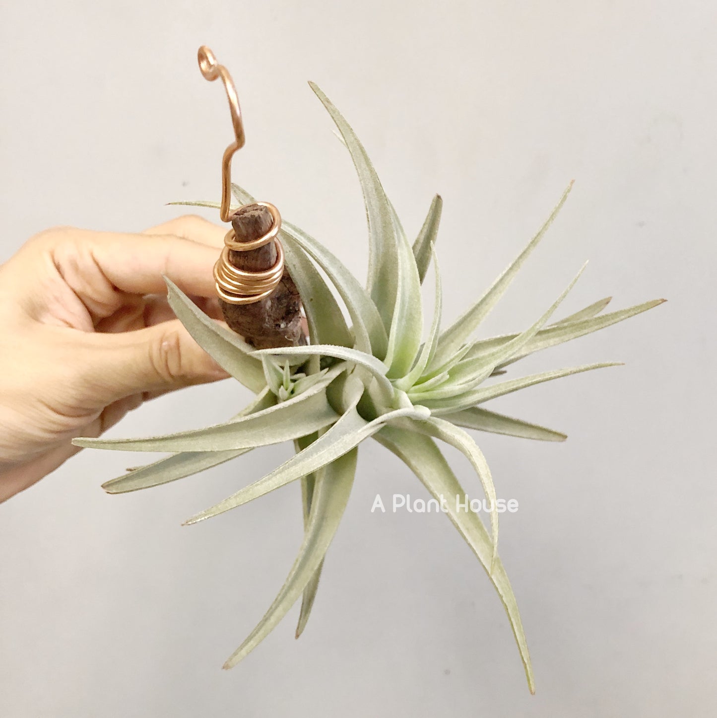 Tillandsia recurvifolia v subsecundifolia