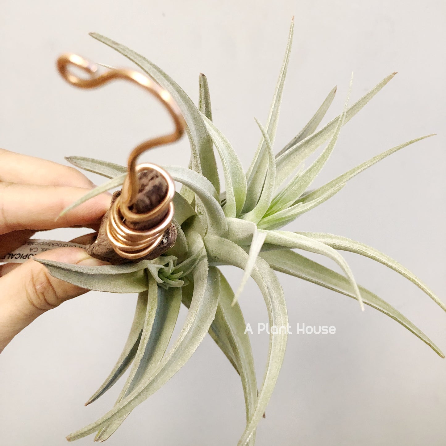 Tillandsia recurvifolia v subsecundifolia