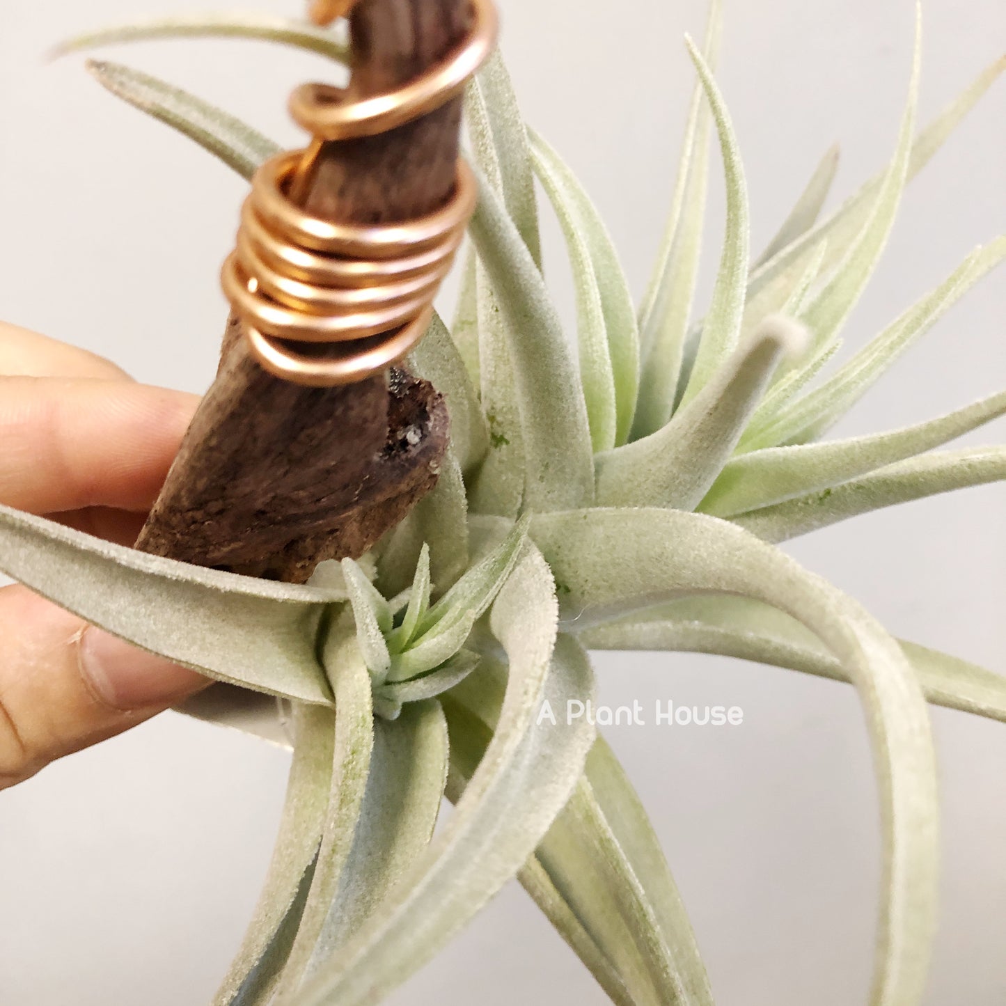 Tillandsia recurvifolia v subsecundifolia