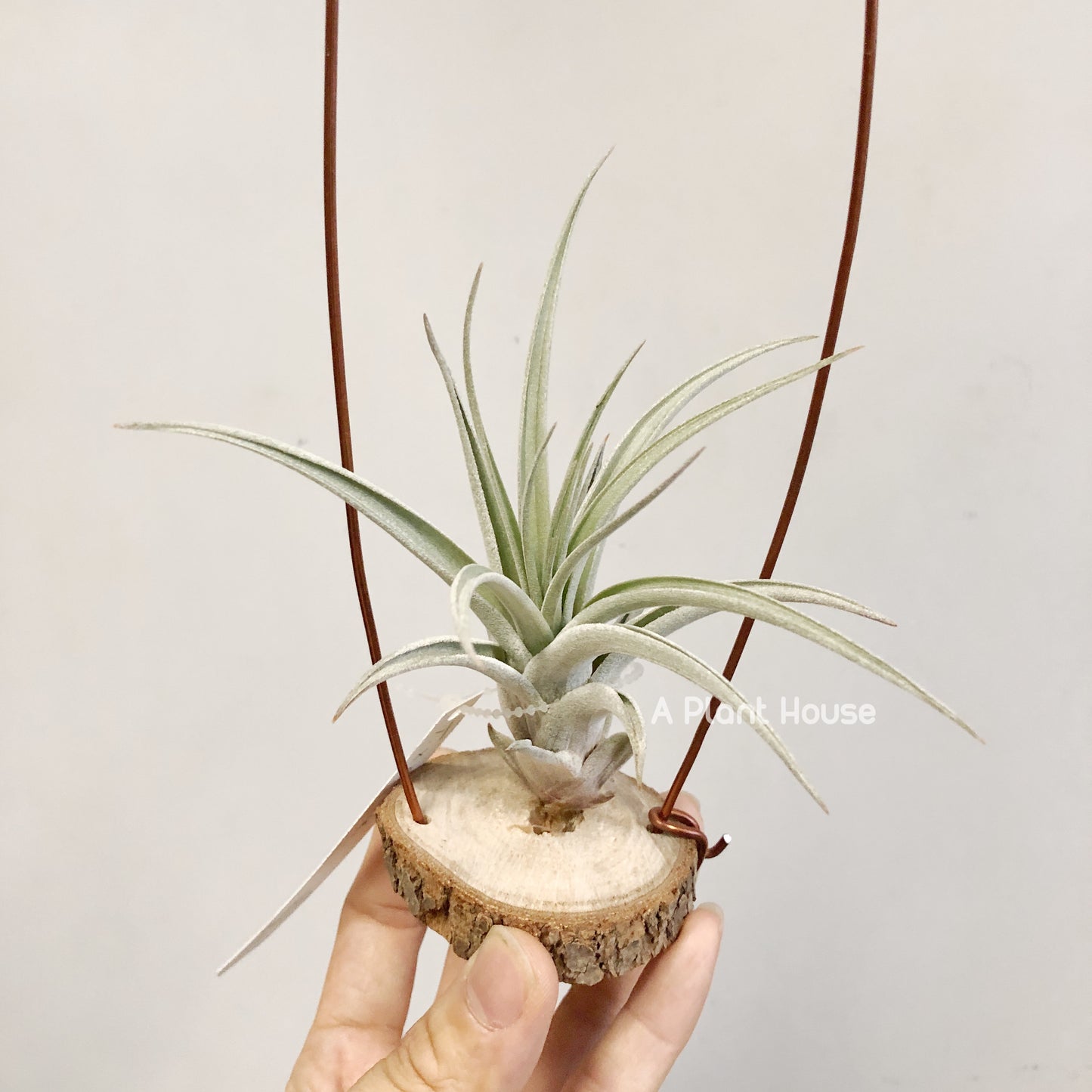 Tillandsia X Correalei