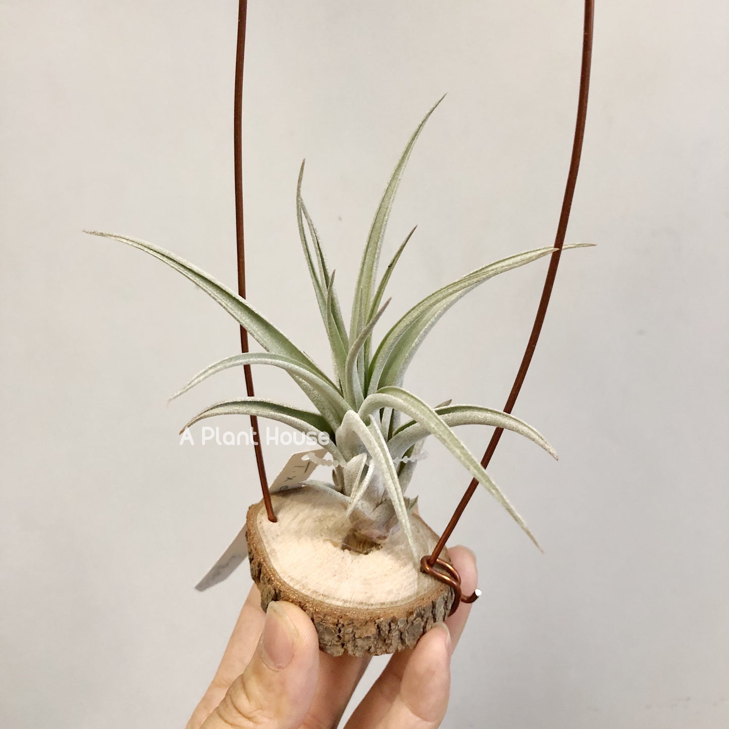 Tillandsia X Correalei