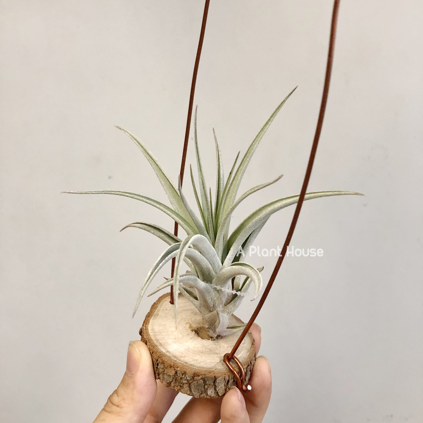 Tillandsia X Correalei