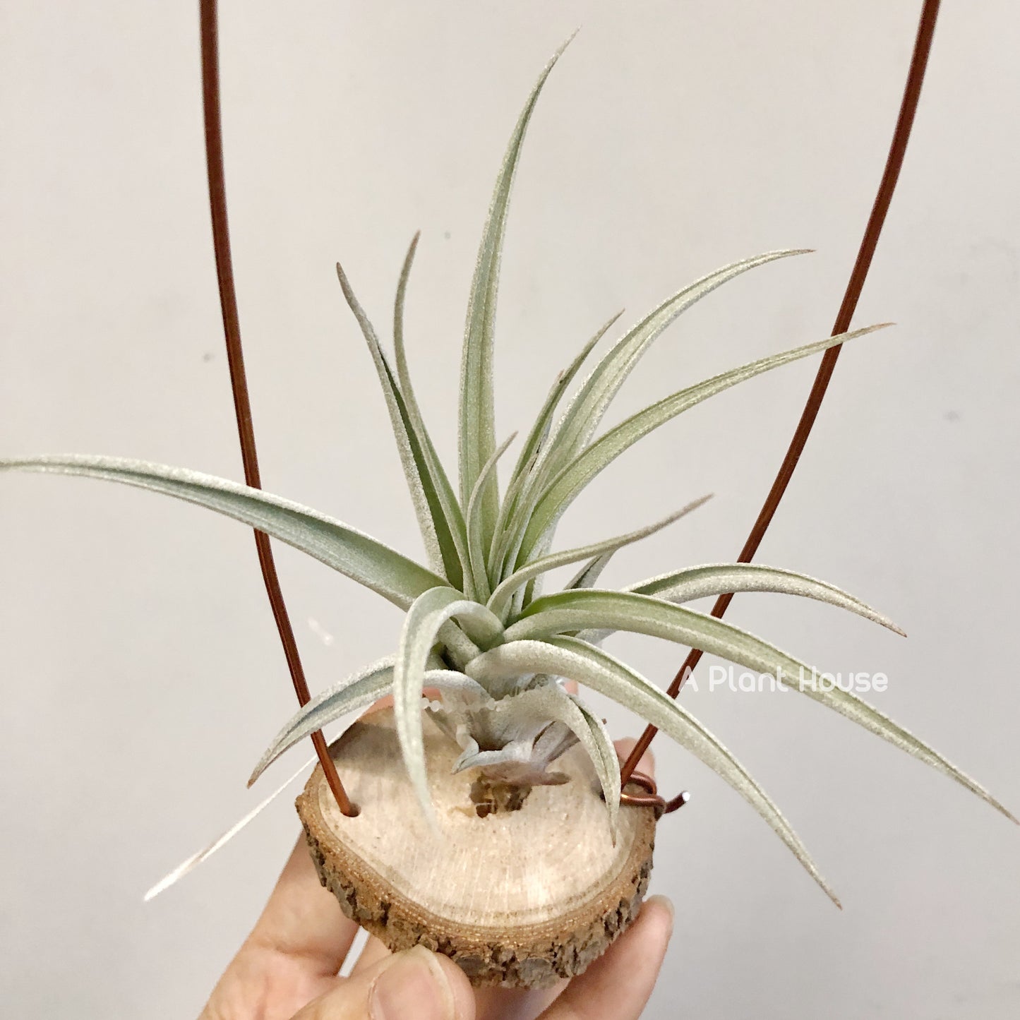 Tillandsia X Correalei