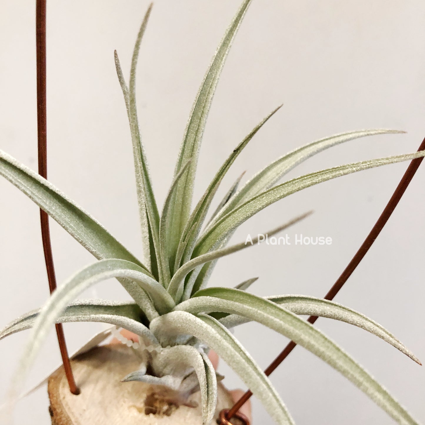 Tillandsia X Correalei