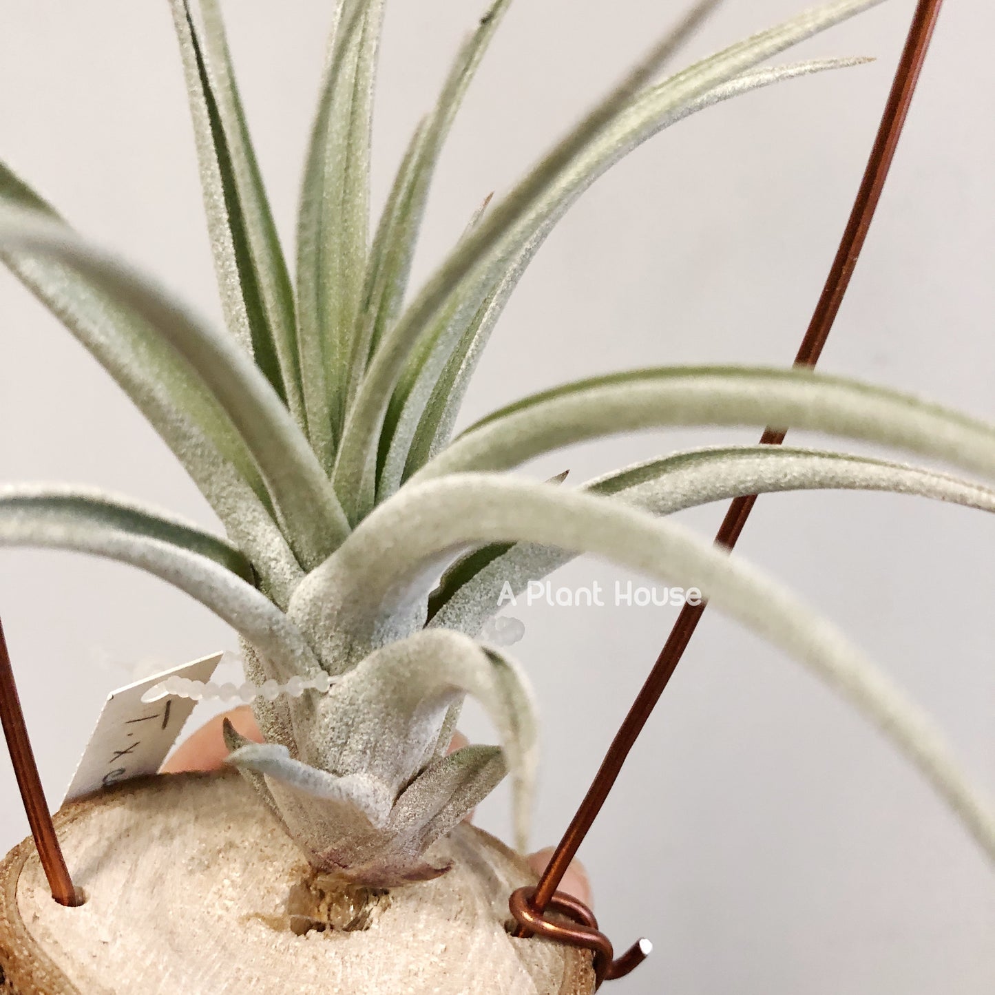 Tillandsia X Correalei