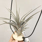 Tillandsia Vernicosa Giant Clone