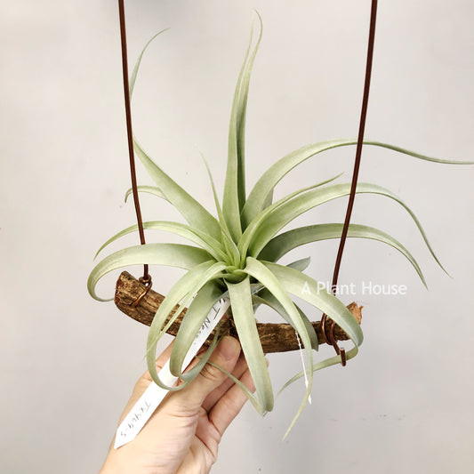 Tillandsia Nessie