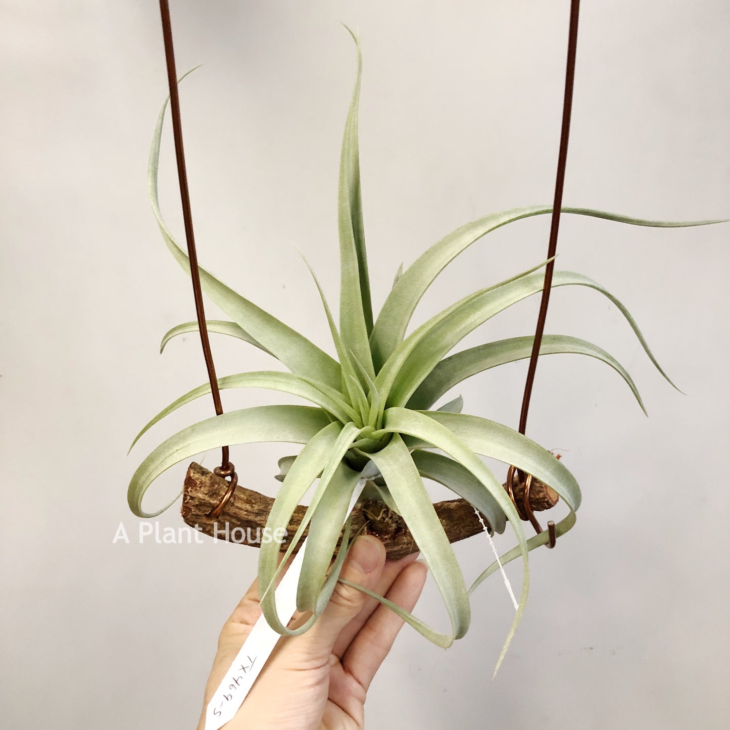 Tillandsia Nessie