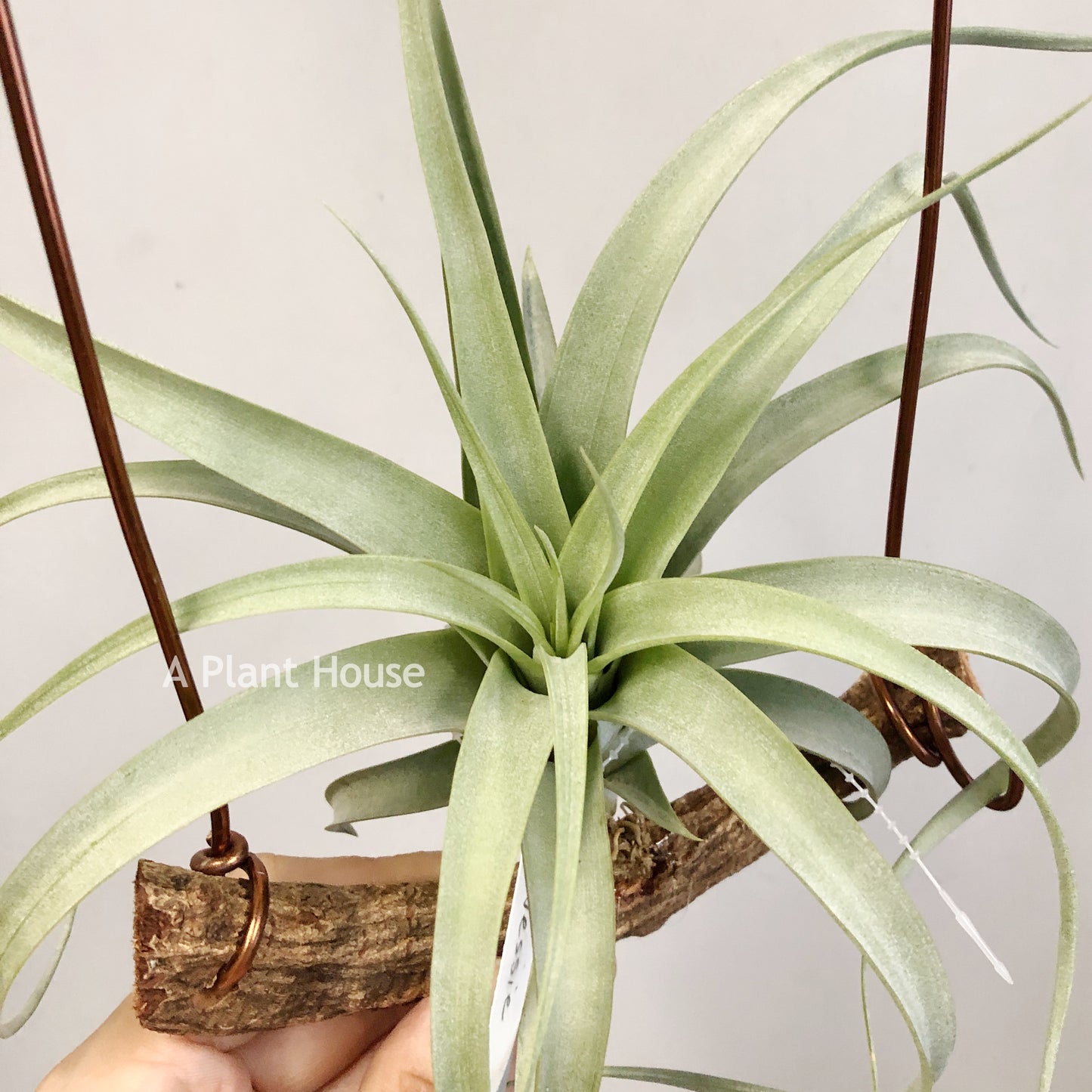 Tillandsia Nessie