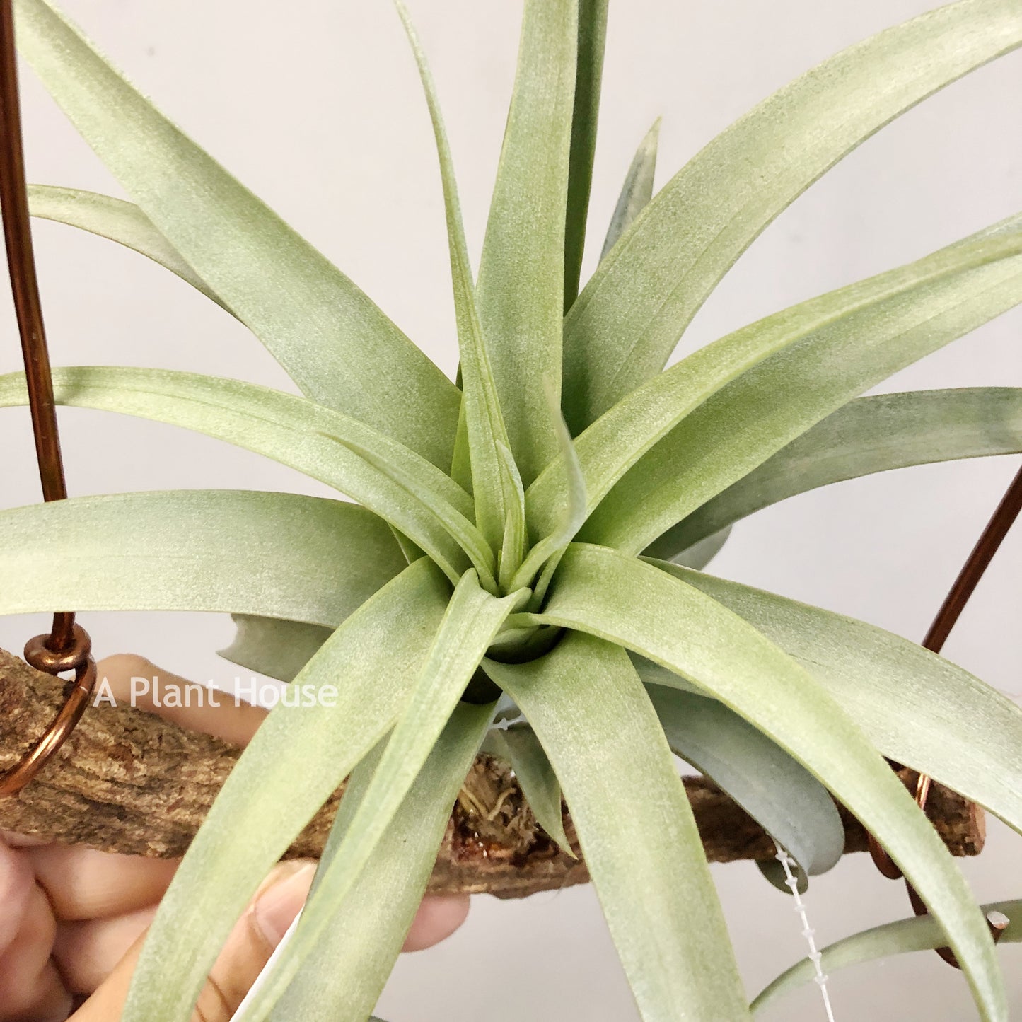 Tillandsia Nessie