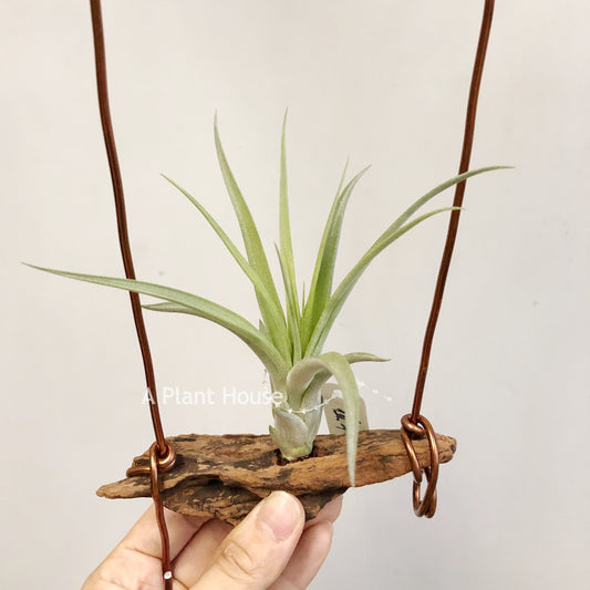 Tillandsia Streptophylla x Roland-Gosselinii