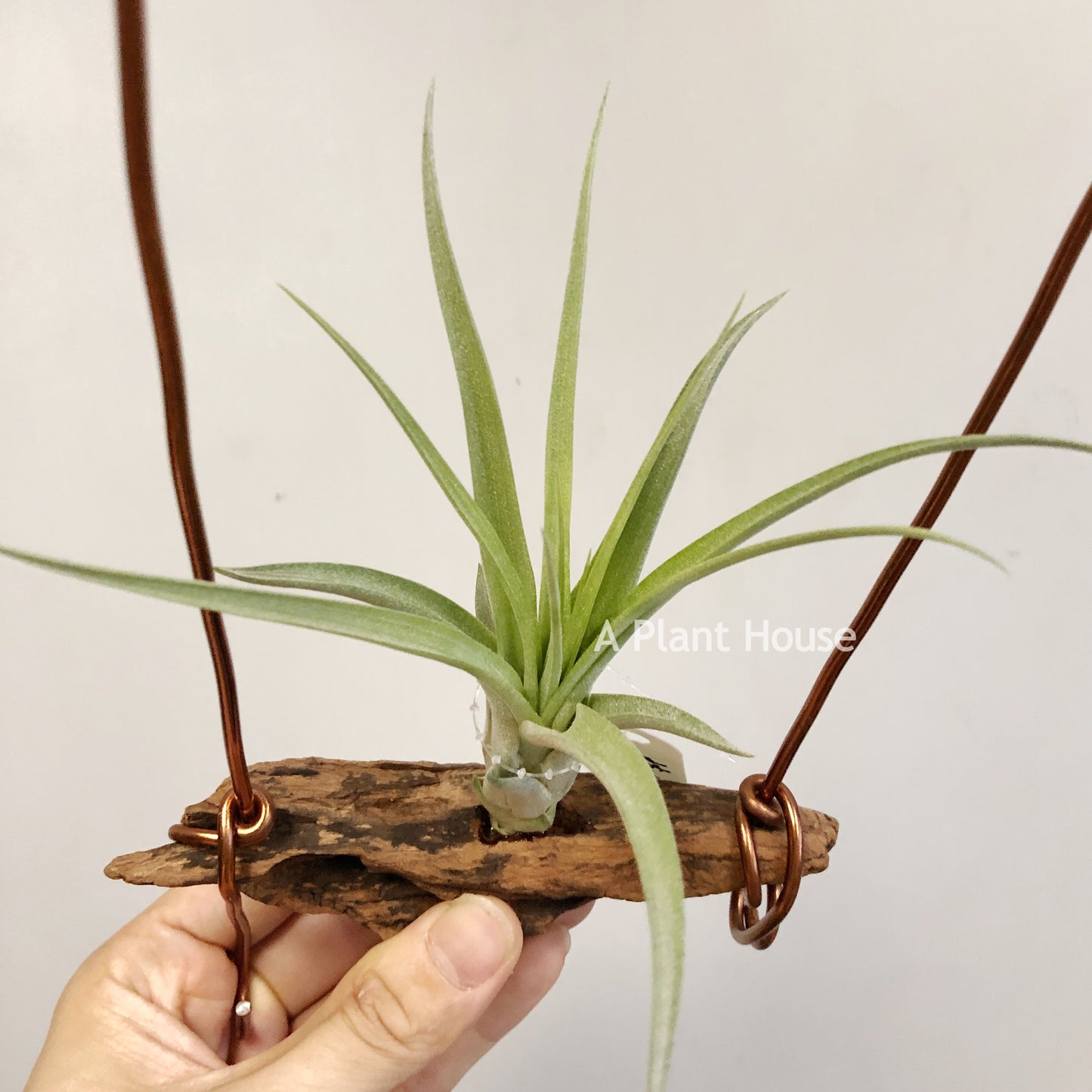 Tillandsia Streptophylla x Roland-Gosselinii