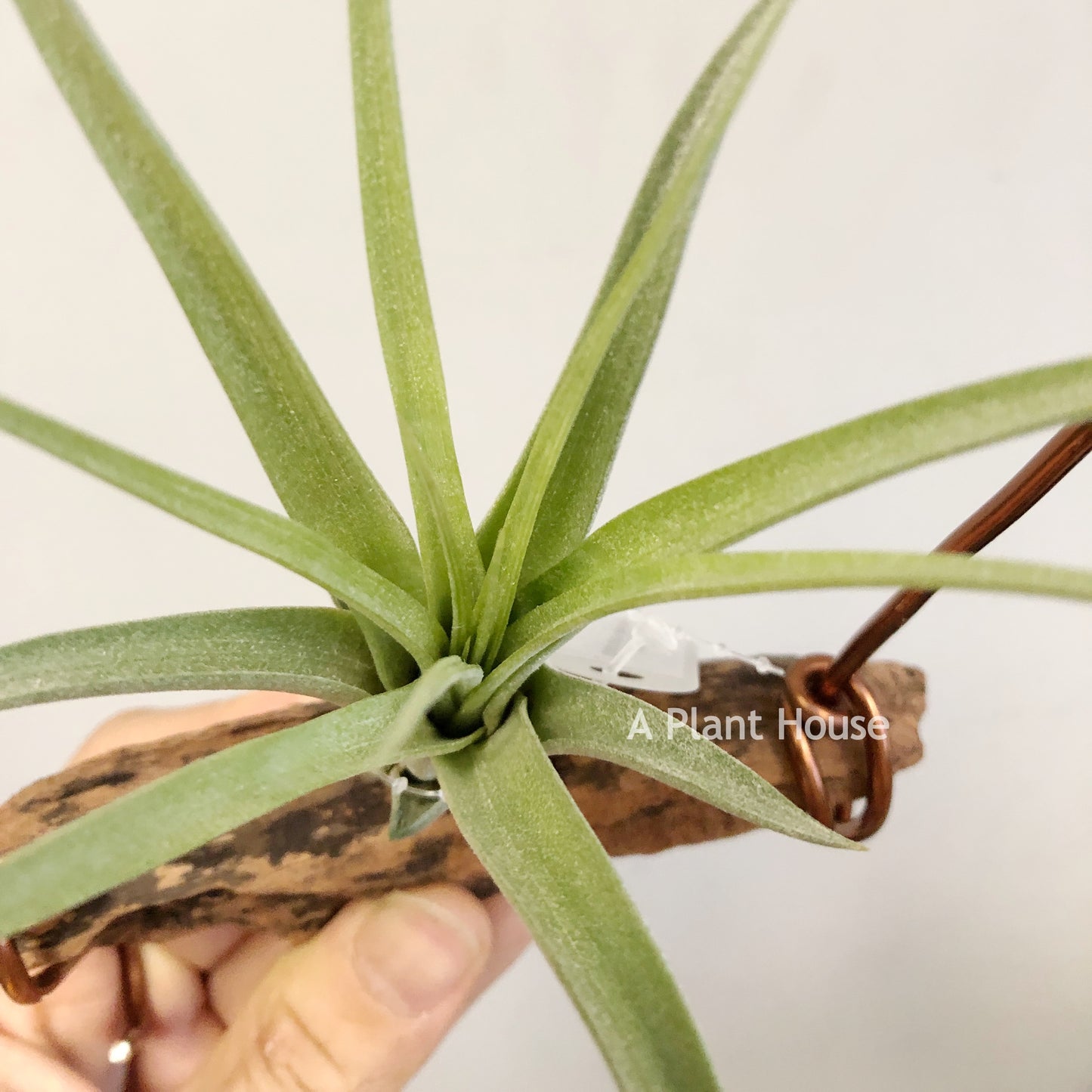 Tillandsia Streptophylla x Roland-Gosselinii