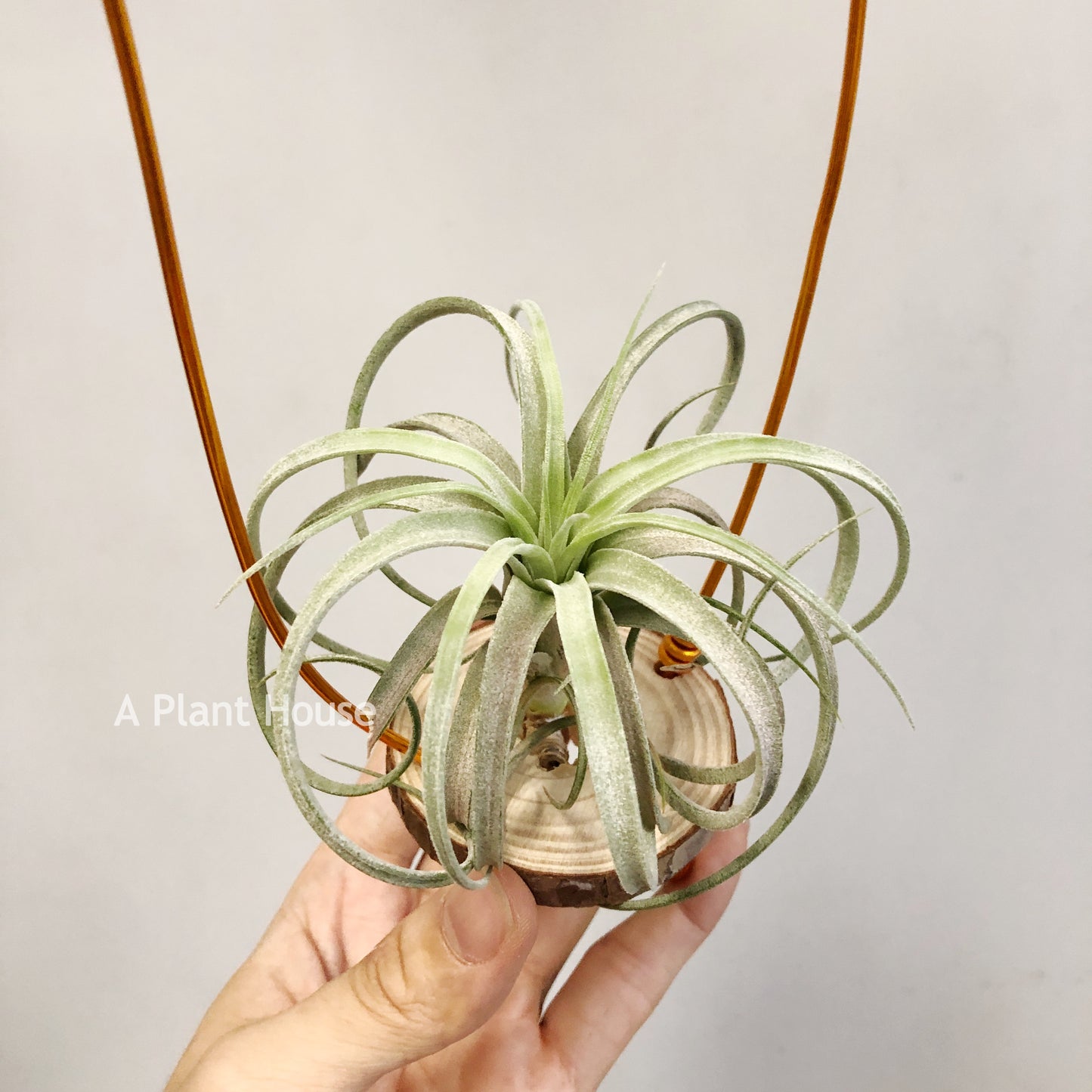 Tillandsia Mordor Fire