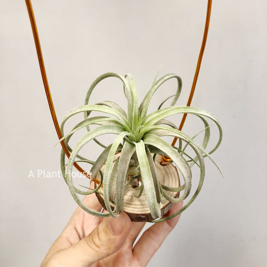 Tillandsia Mordor Fire