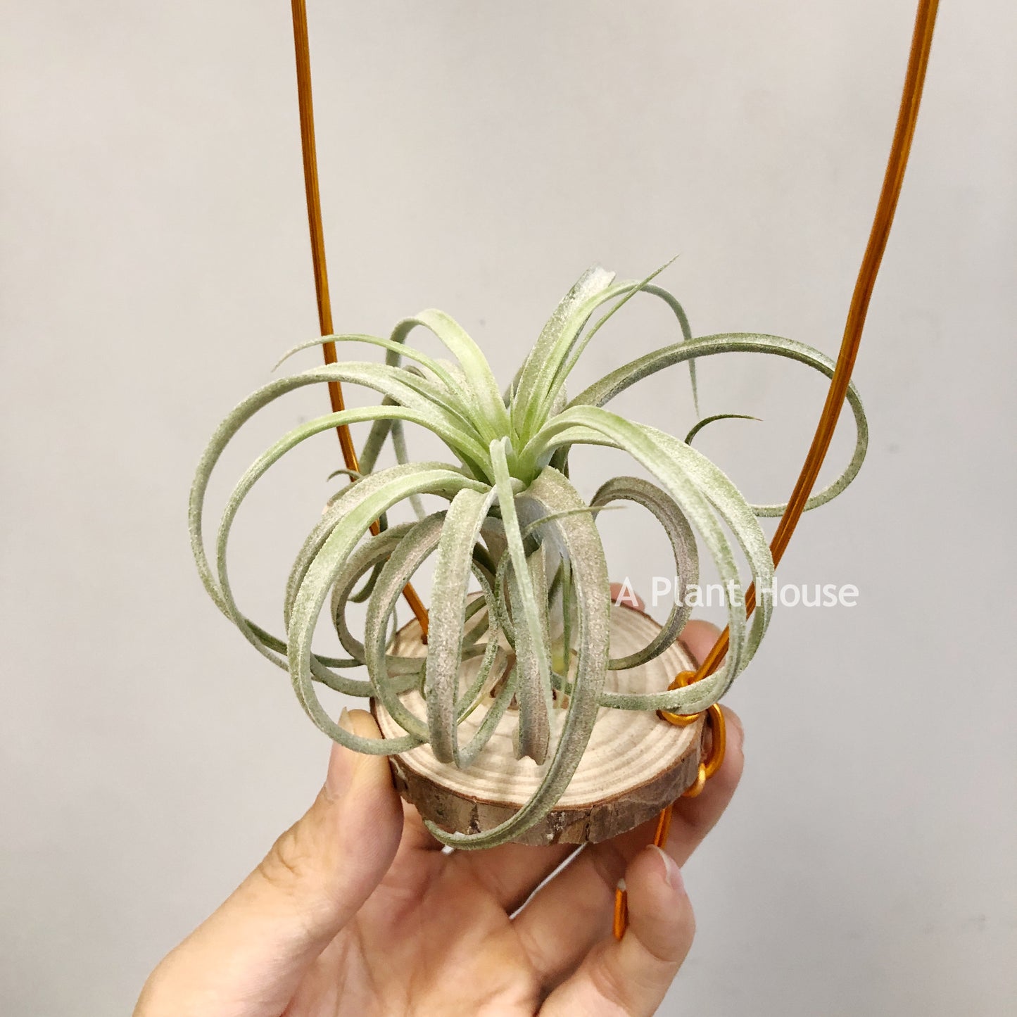 Tillandsia Mordor Fire