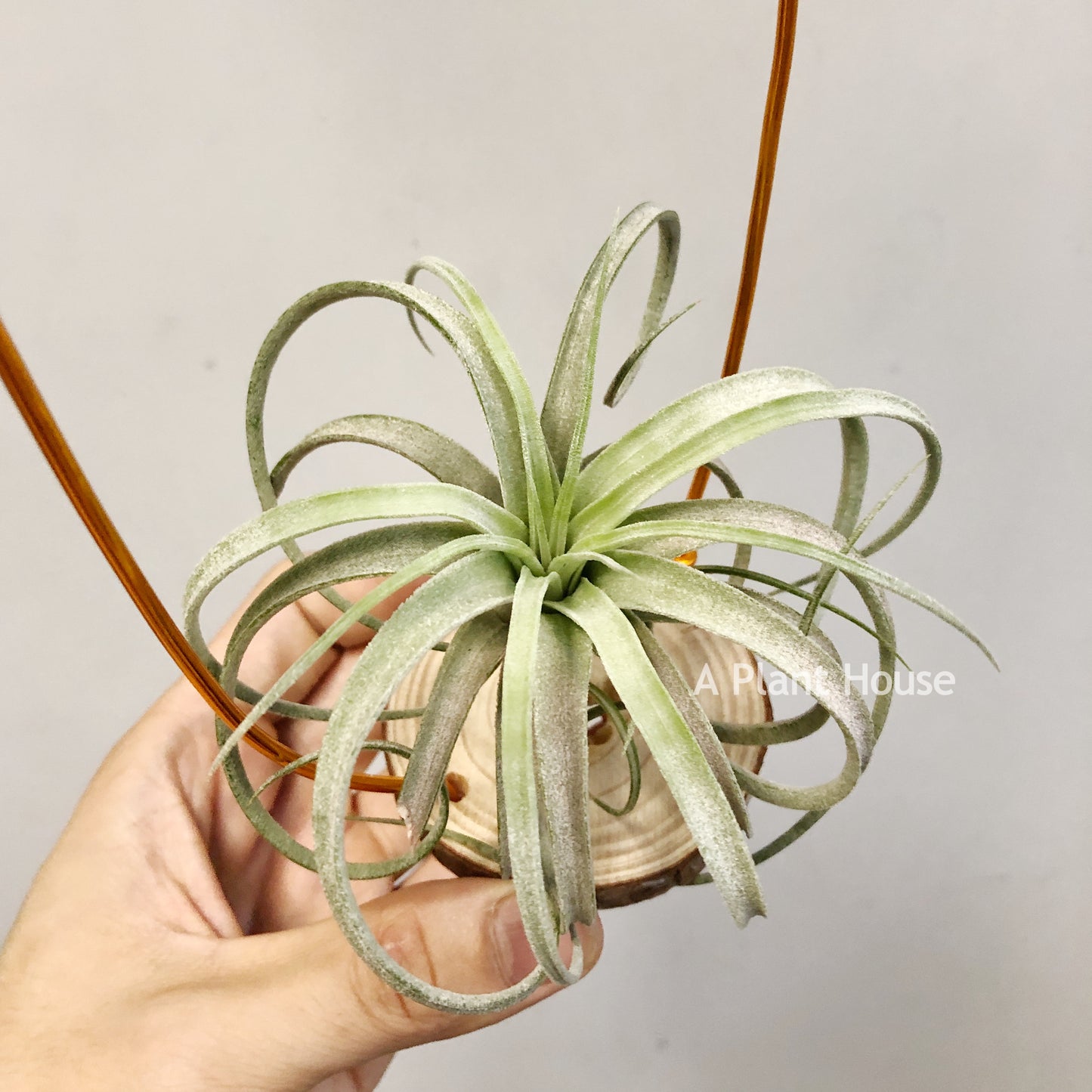 Tillandsia Mordor Fire