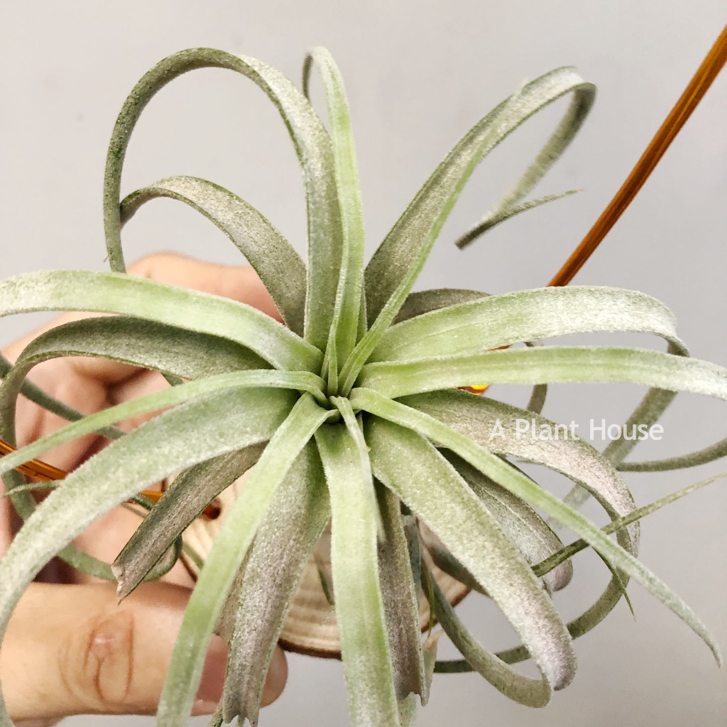 Tillandsia Mordor Fire