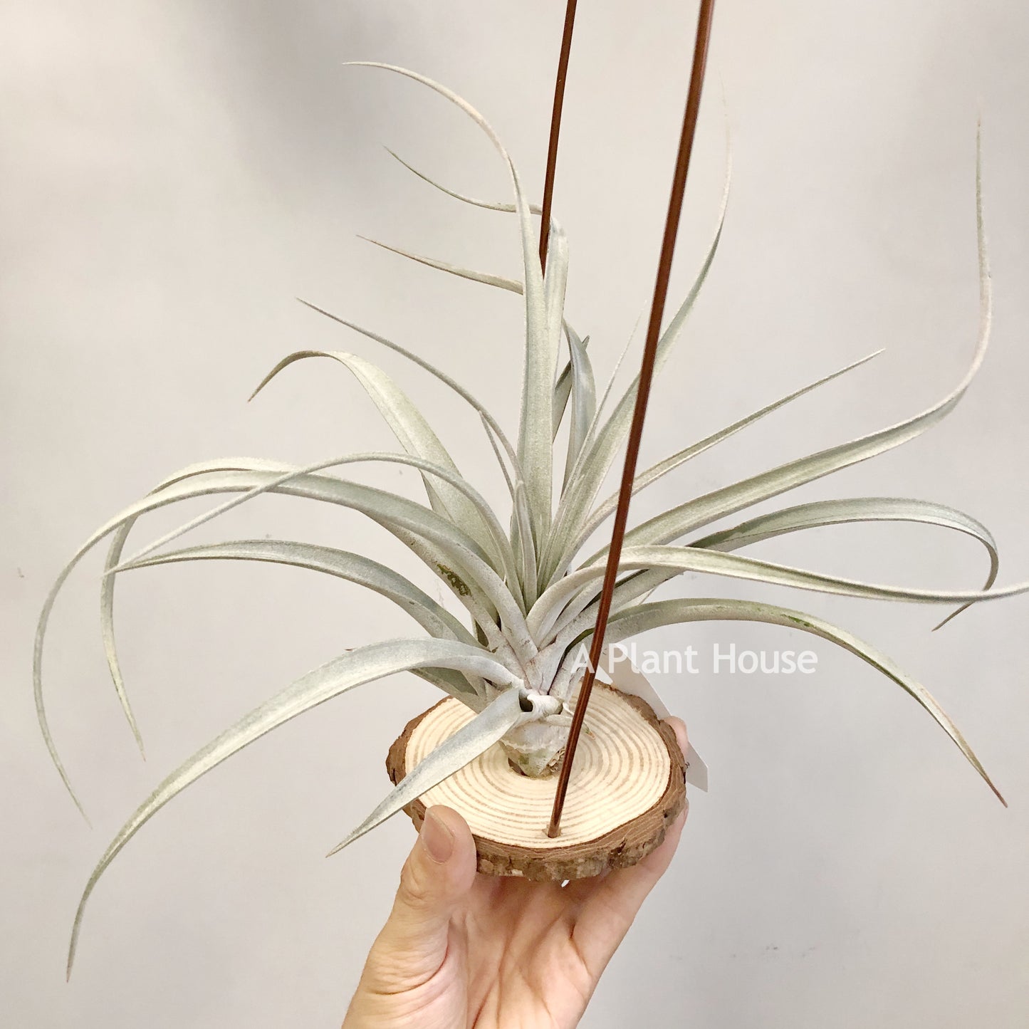 Tillandsia Cyclone