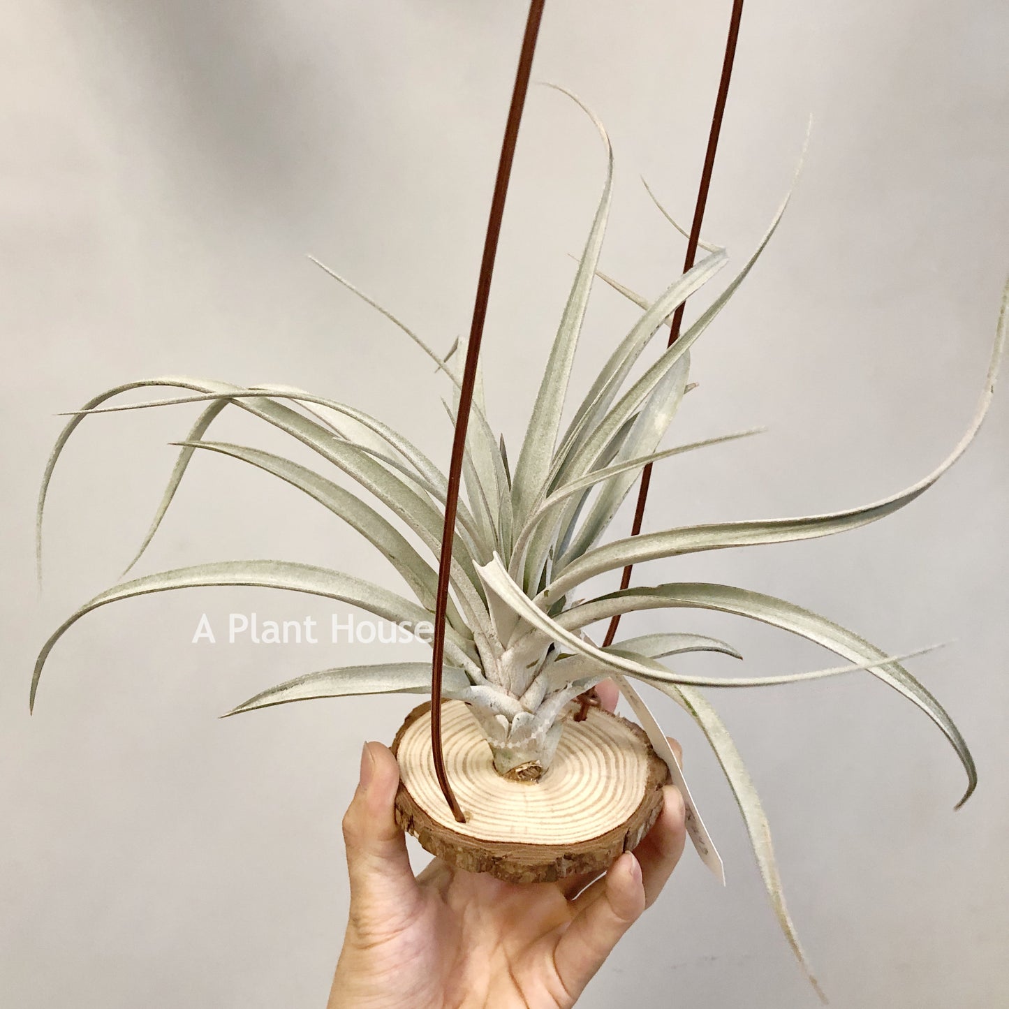 Tillandsia Cyclone