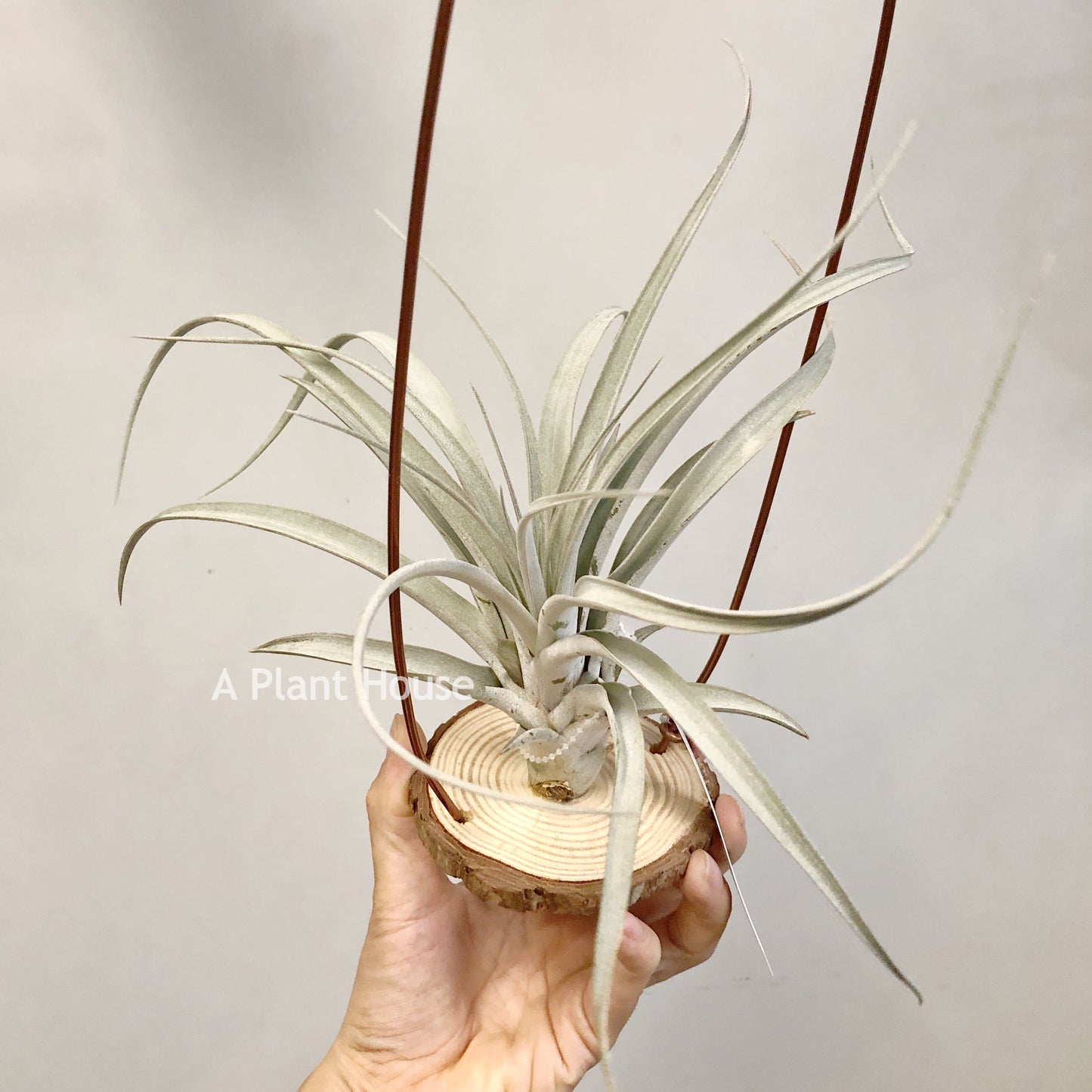 Tillandsia Cyclone