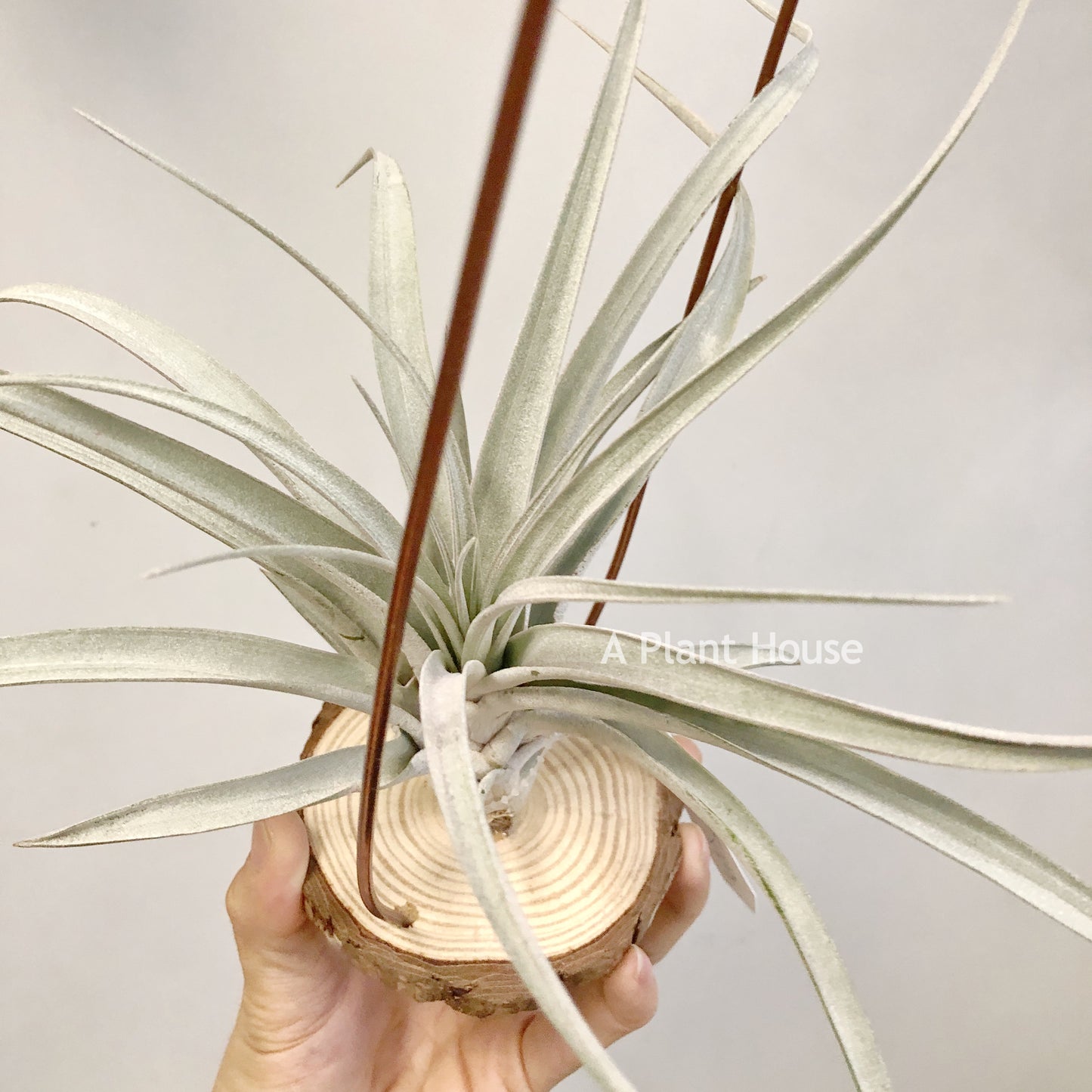 Tillandsia Cyclone