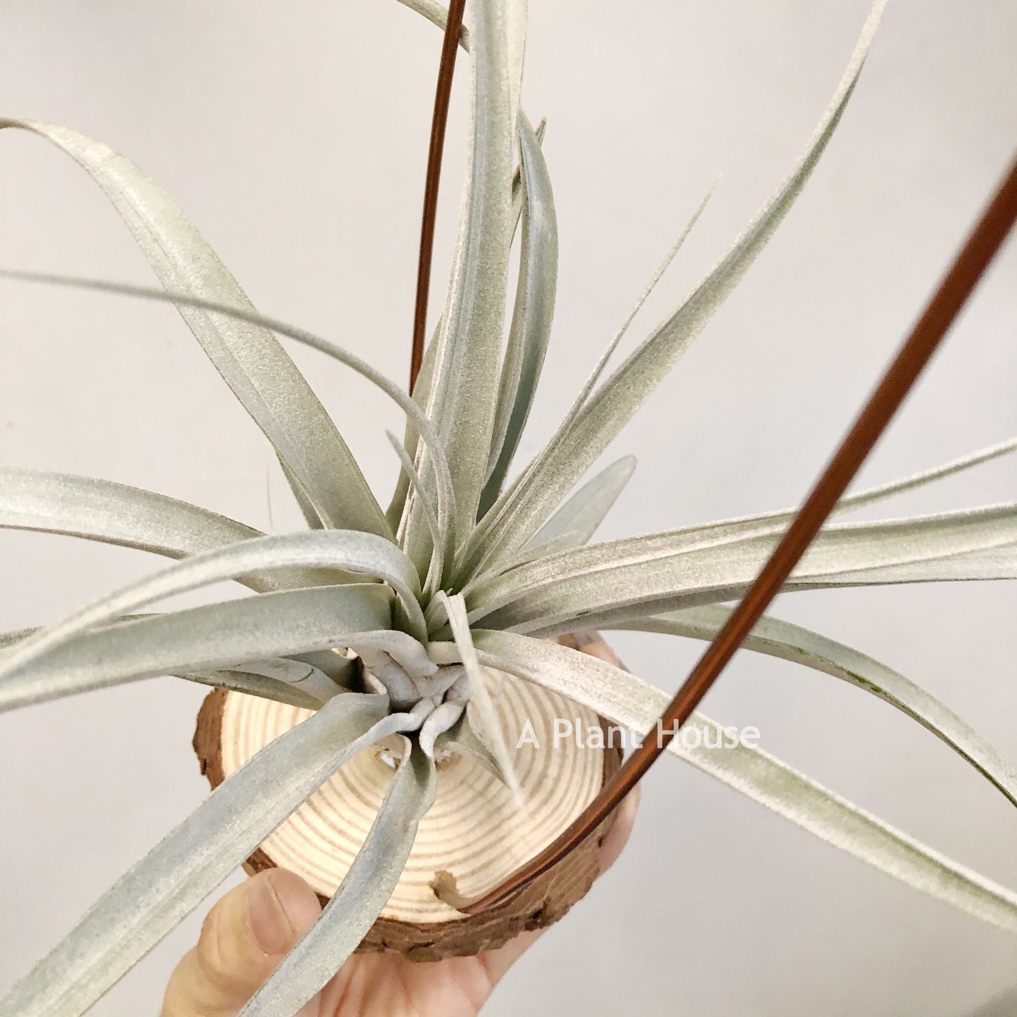 Tillandsia Cyclone