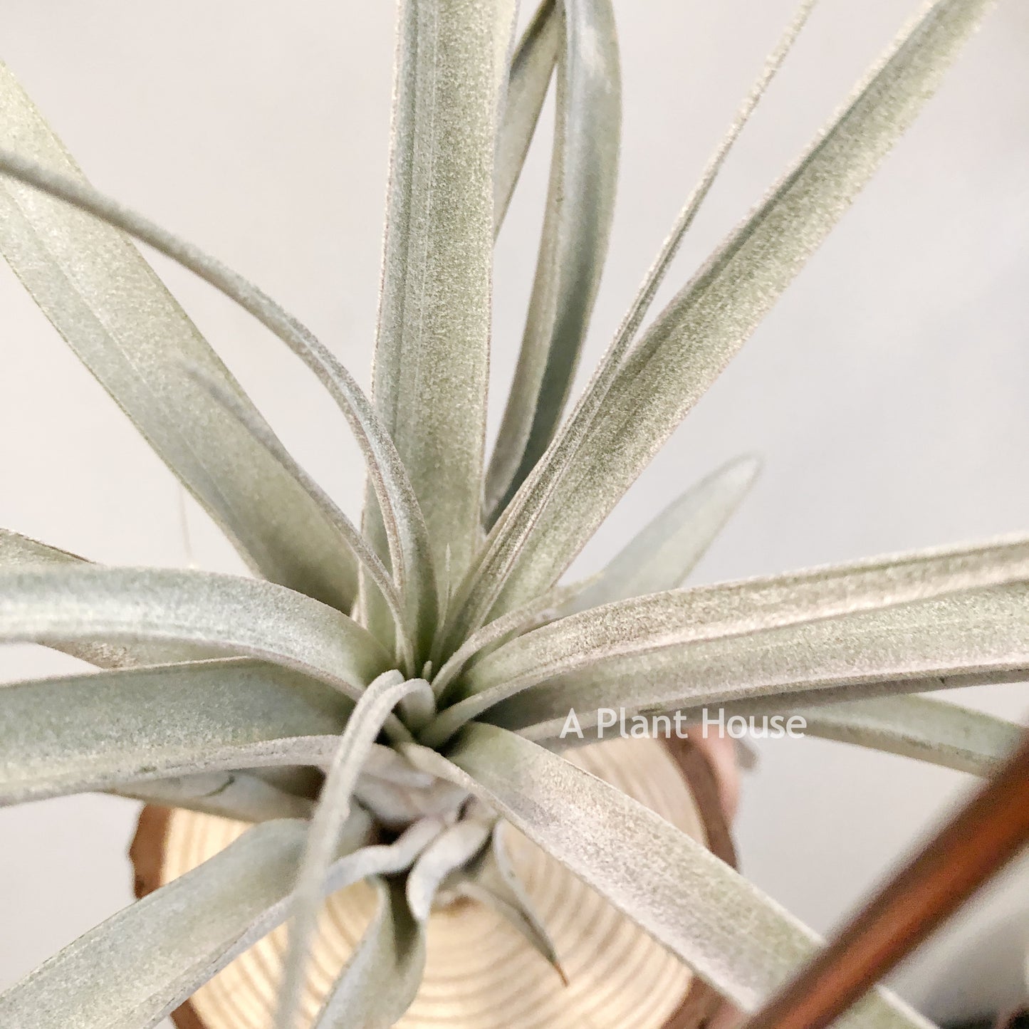 Tillandsia Cyclone