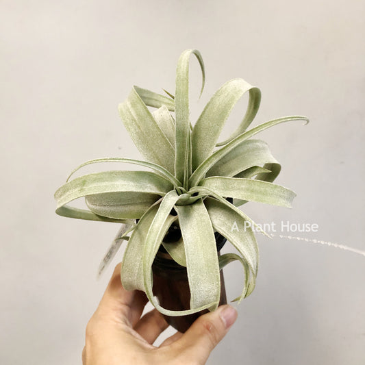 Tillandsia John Arden’s Hybrid No.5