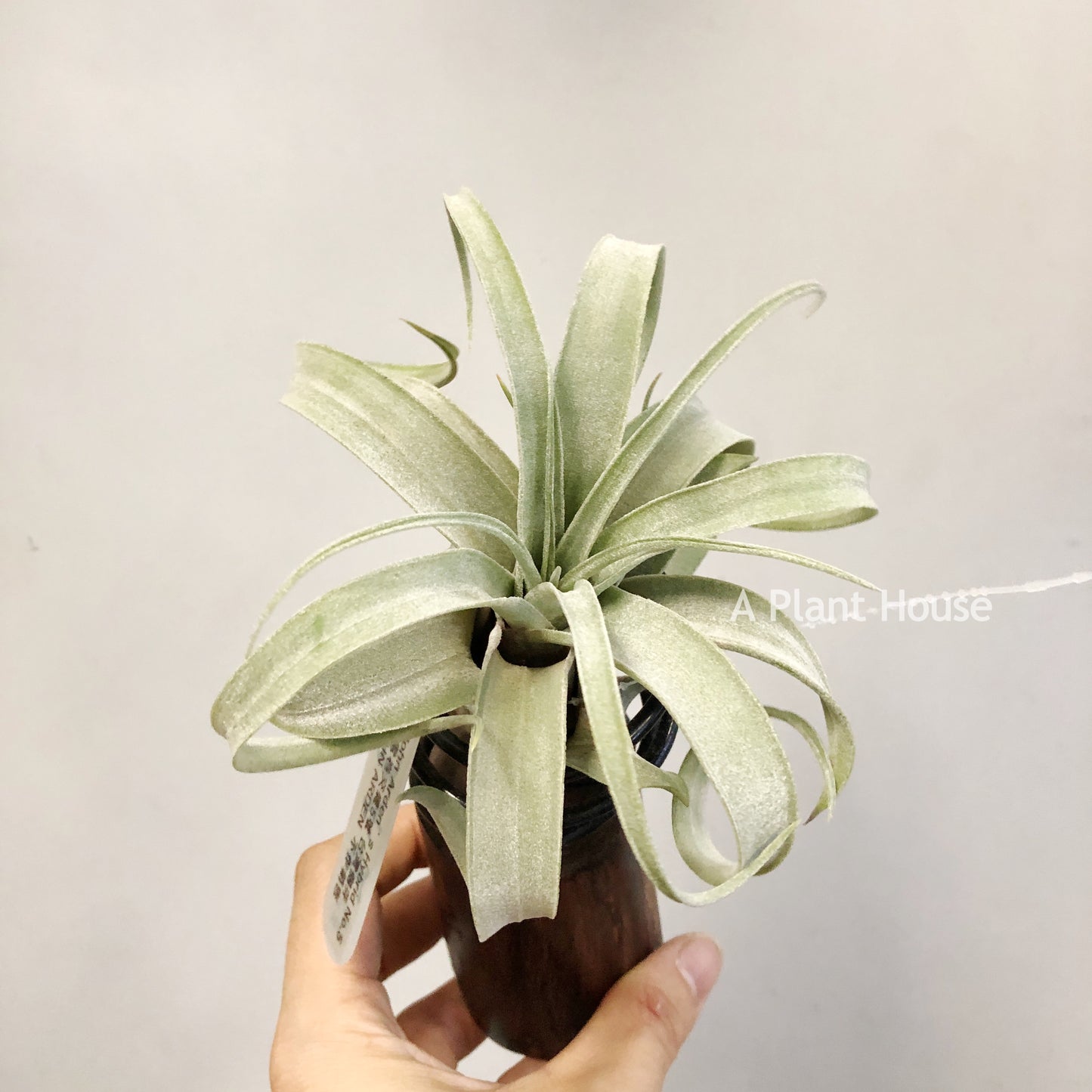 Tillandsia John Arden’s Hybrid No.5