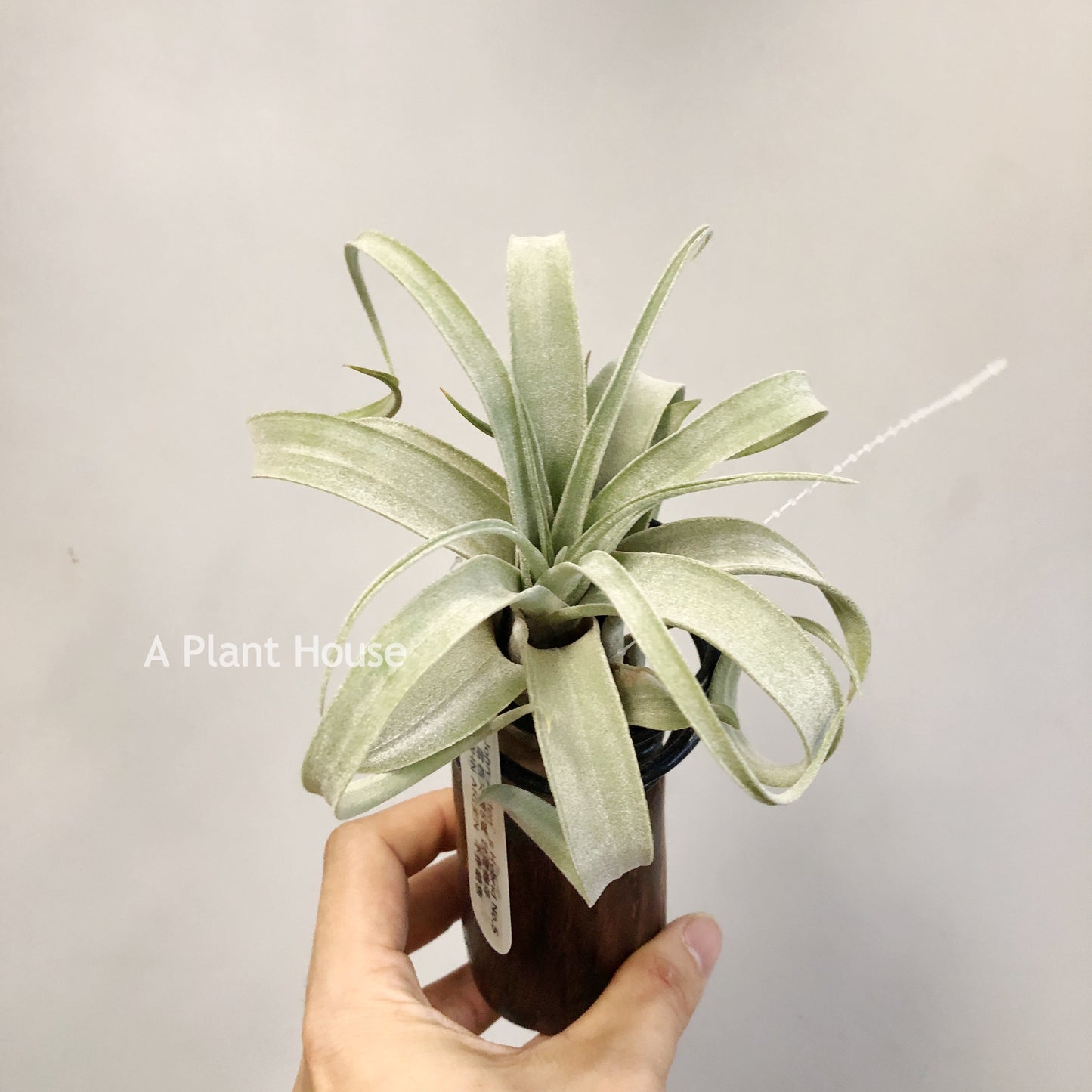 Tillandsia John Arden’s Hybrid No.5