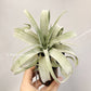 Tillandsia John Arden’s Hybrid No.5