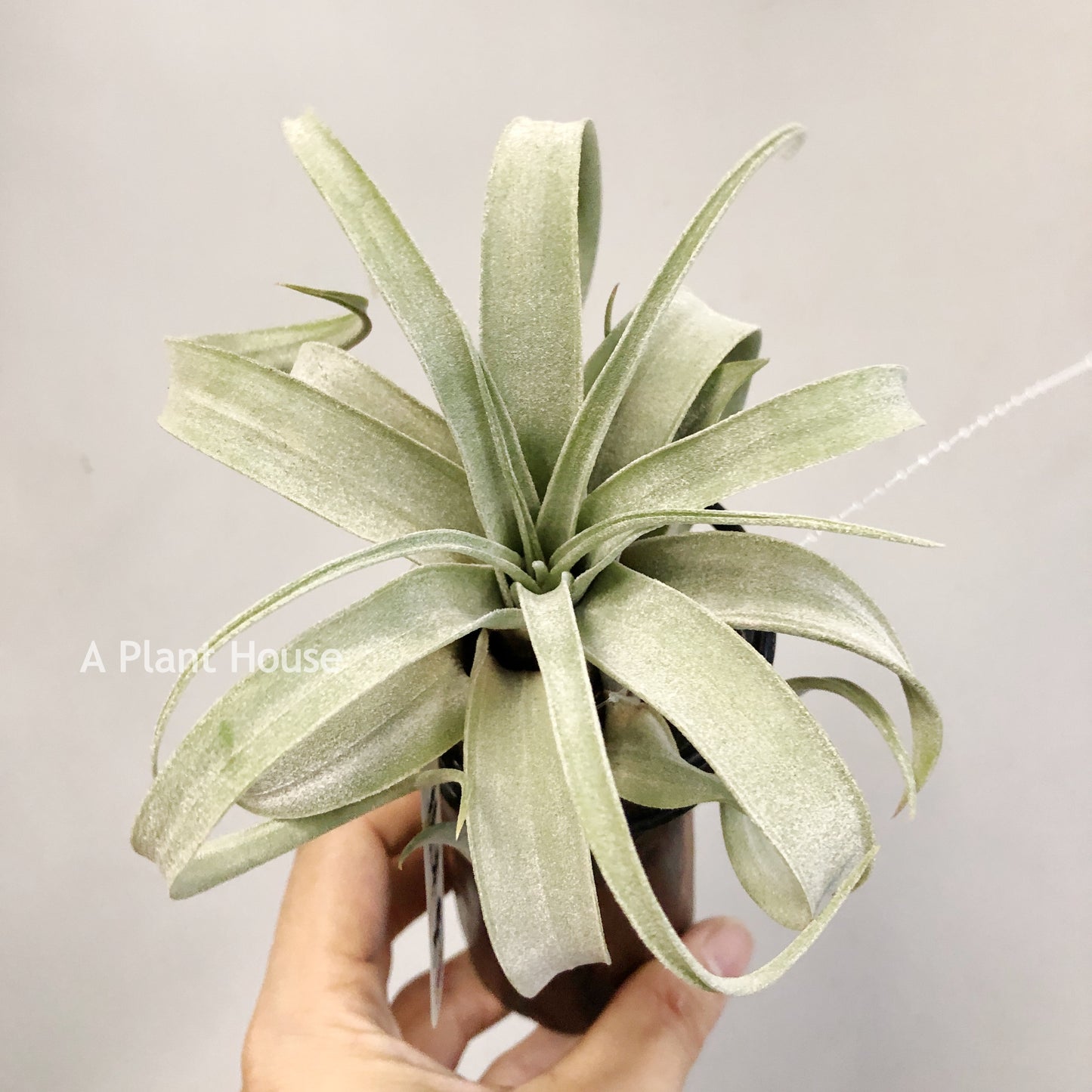 Tillandsia John Arden’s Hybrid No.5