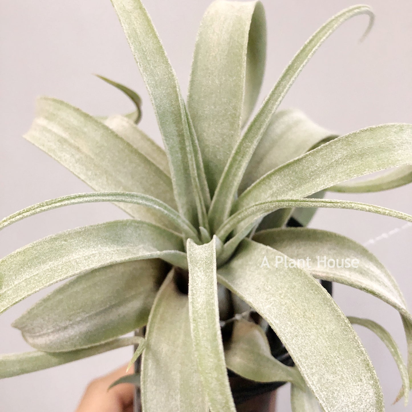 Tillandsia John Arden’s Hybrid No.5