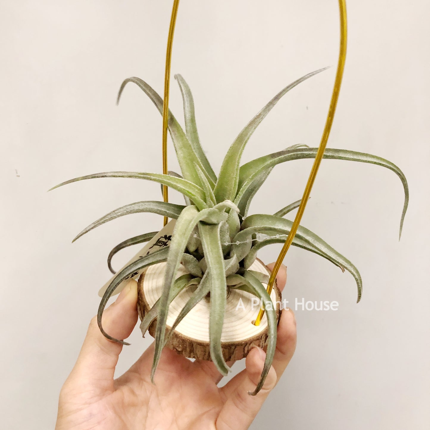 Tillandsia Streptophylla Giant x T.(Caput-Medusae Sonoran Snow x Chiapensis)